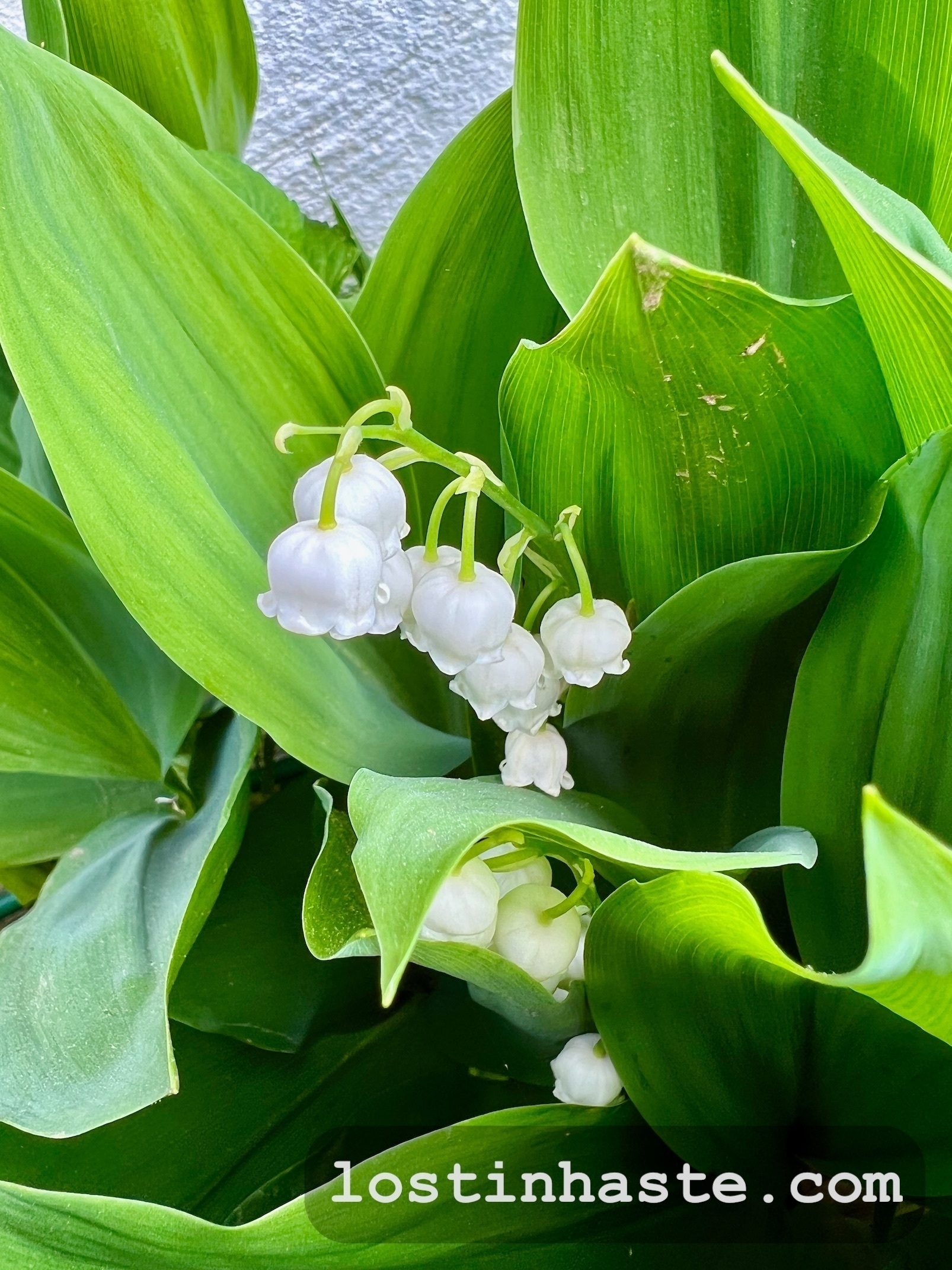 White bell-shaped flowers (lily of the valley) hanging from a curved stem amid broad green leaves; a white wall in the background.