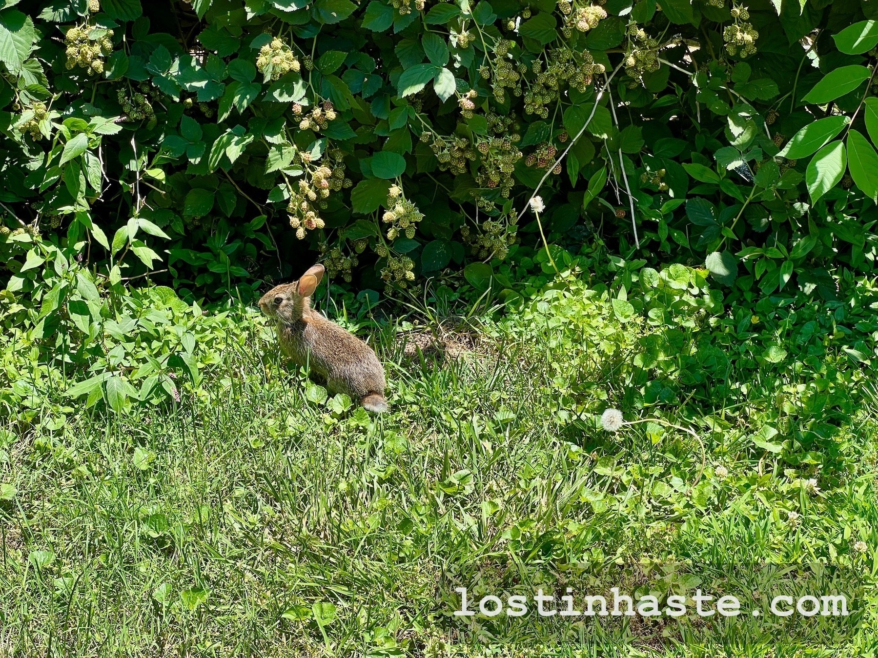 A brown rabbit sits in green grass near lush bushes under sunlight, with the text 'lostinhaste.com' overlaid at the bottom right.