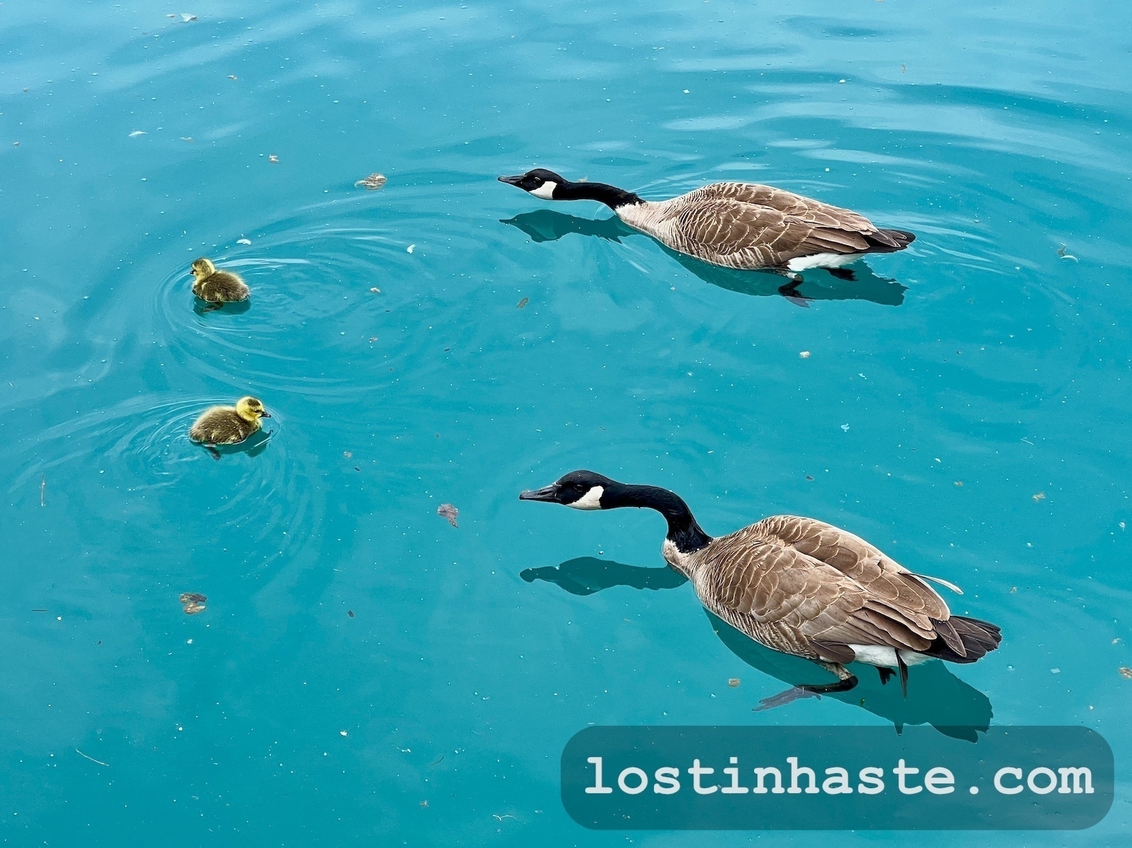 Two geese and their goslings swim in blue water. Text: lostinhaste.com
