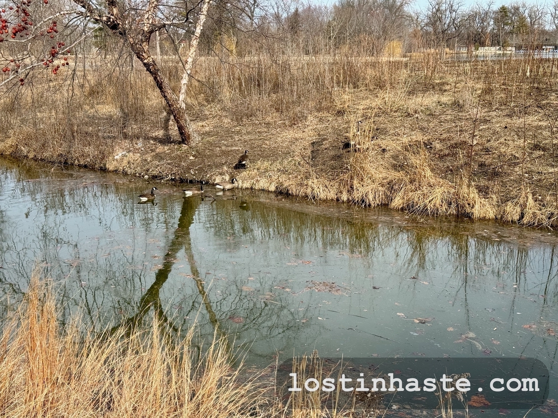 Ducks swim and rest by a calm river's edge amidst bare trees and dry vegetation.