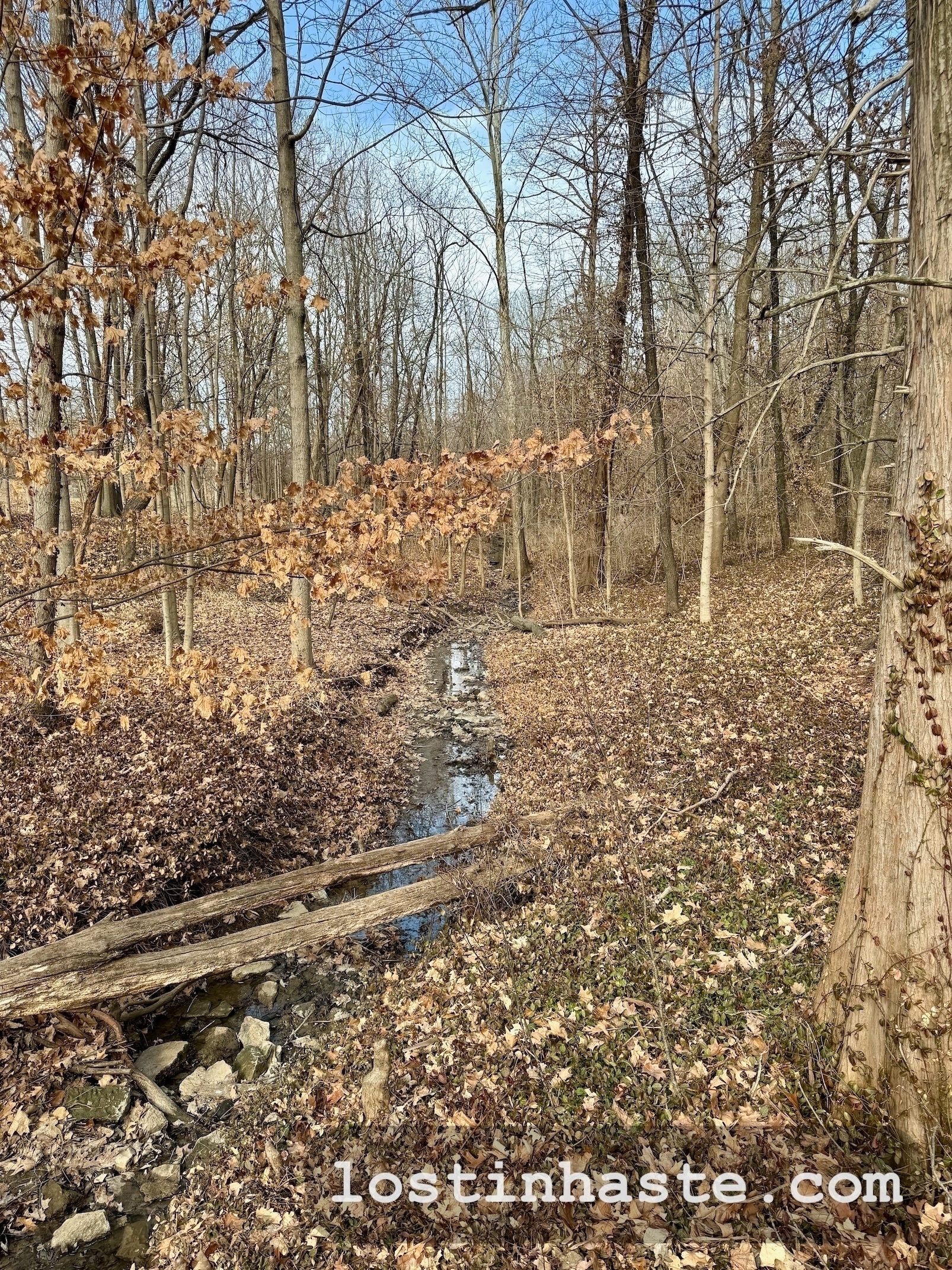 A narrow creek meanders through a leaf-strewn forest with bare trees.