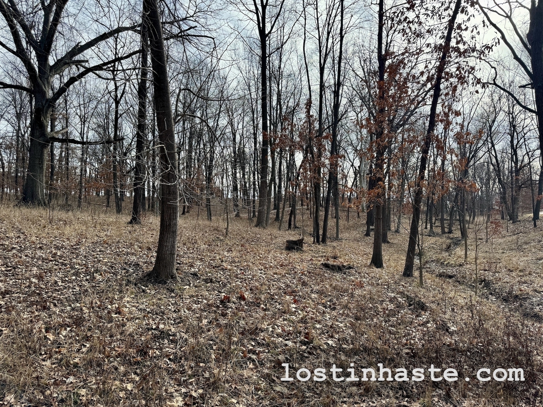 Bare trees dot a dry, leaf-strewn forest floor in a tranquil, dormant woodland setting.