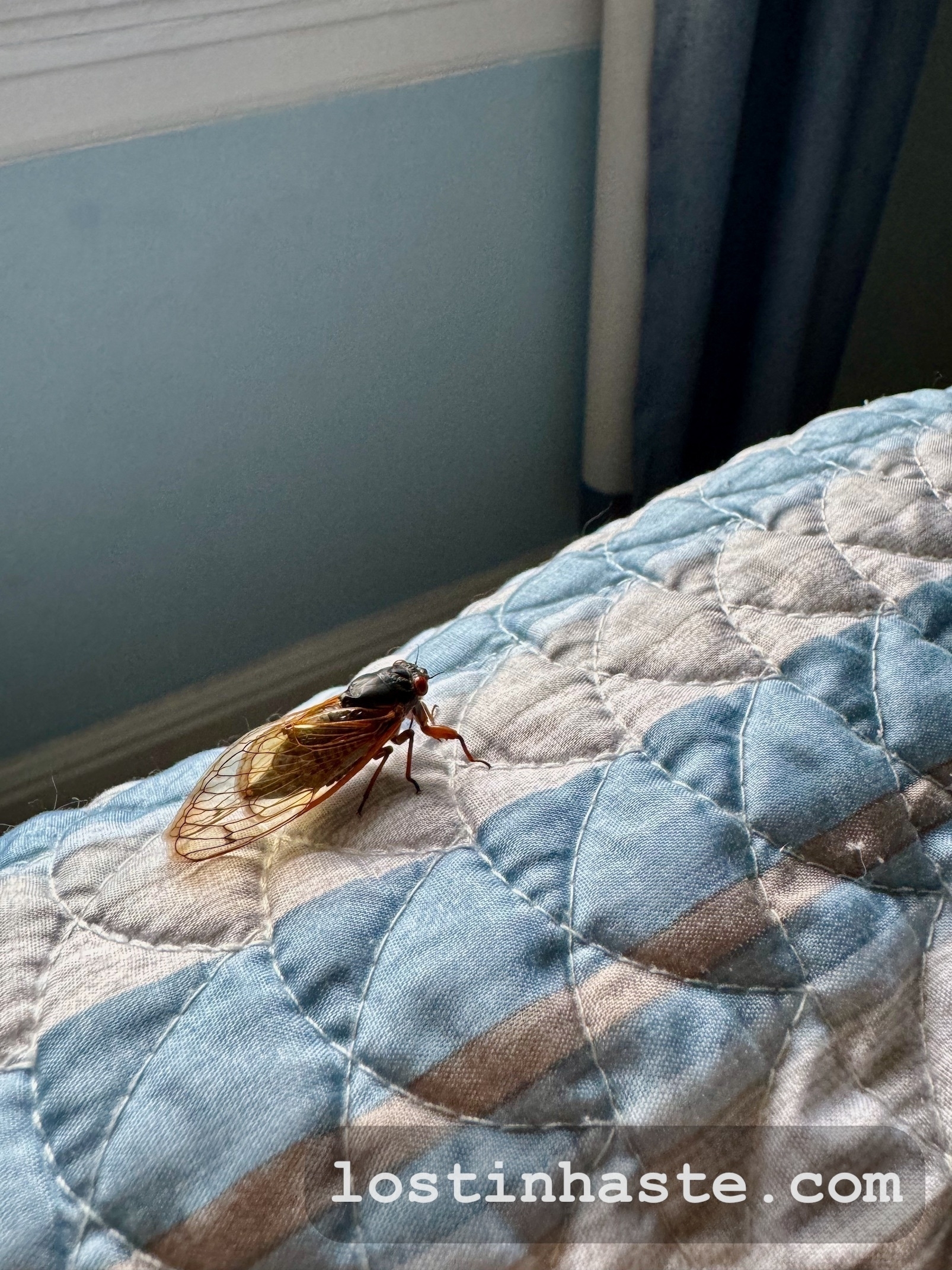 A cicada rests on a textured blue and white quilt near a window with a dark curtain. The website 'lostinhaste.com' is overlaid on the image.