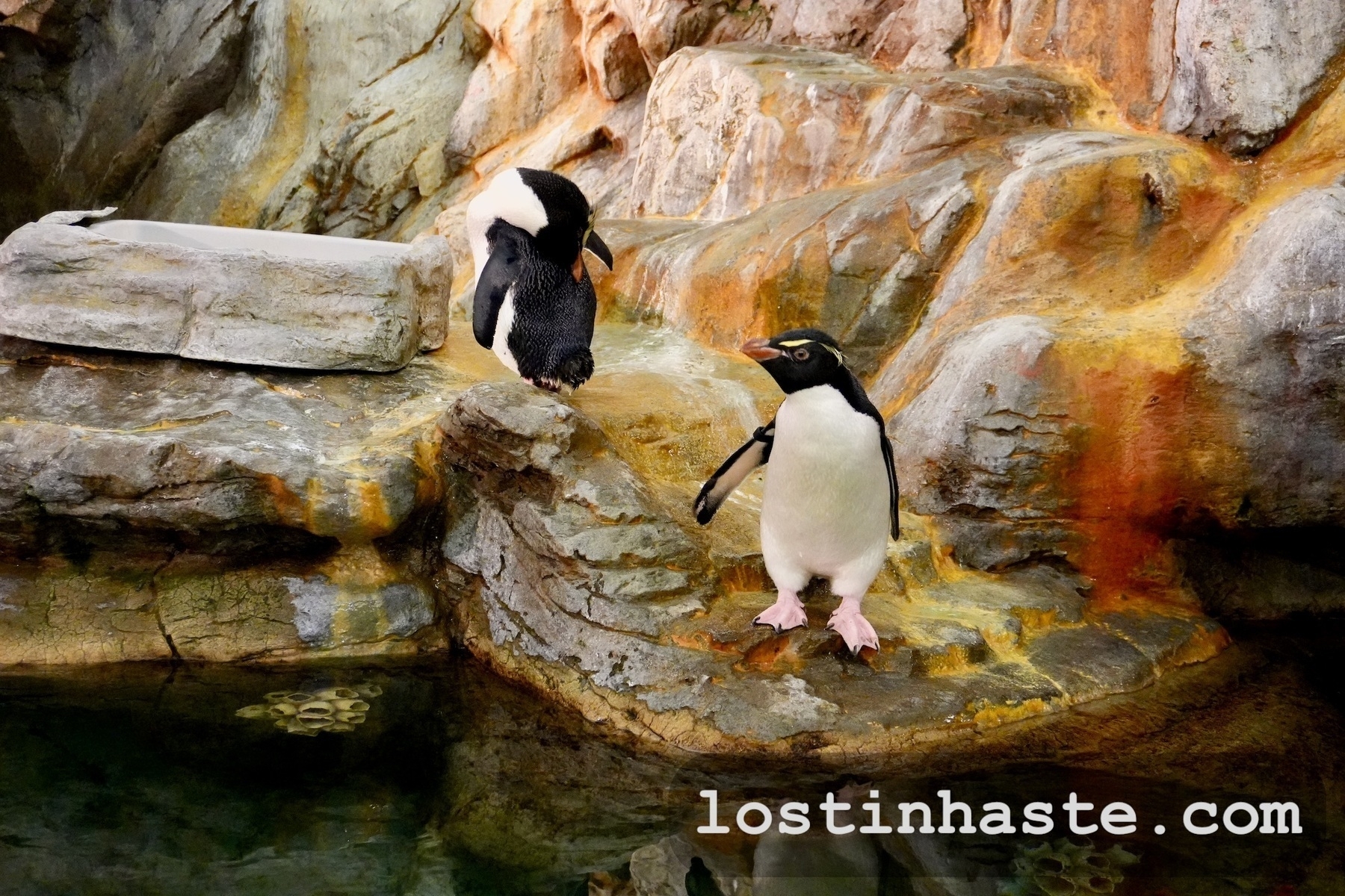 Auto-generated description: Two penguins are positioned on rocky terrain near a small body of water.