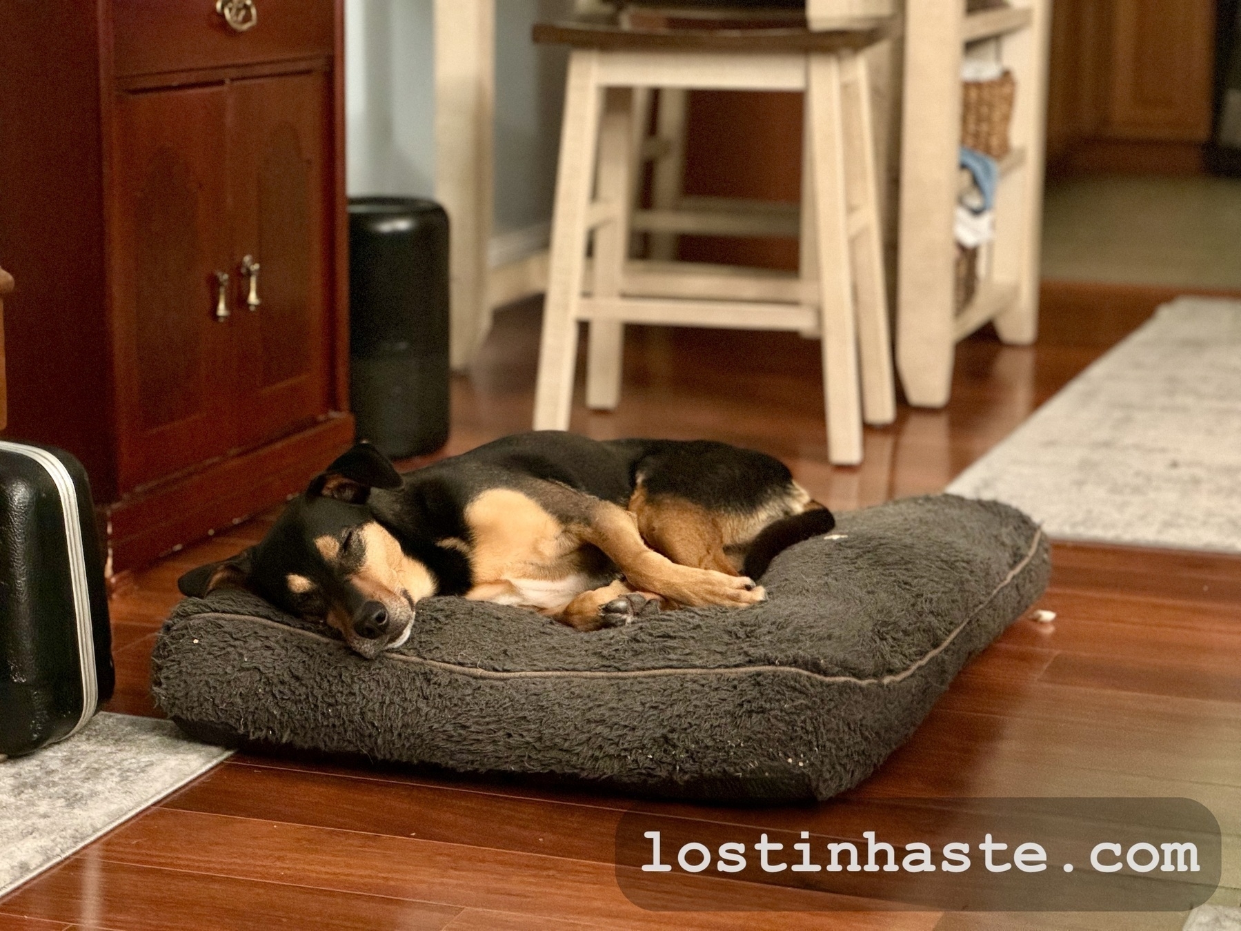 A dog is sleeping on a plush bed in a home interior, with furniture and a rug visible in the background. The text 'lostinhaste.com' is overlaid at the bottom right.