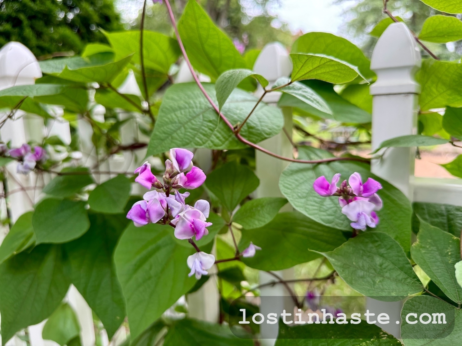 Pink and white flowers bloom on vine-covered plants, wrapping around a white picket fence in a garden.