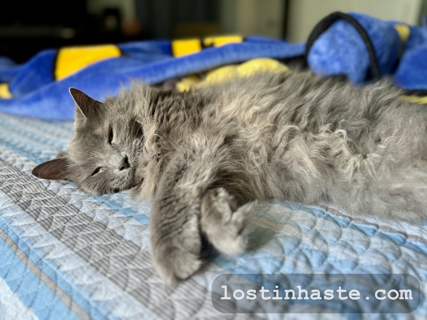 A grey, fluffy cat lounges on a checkered blue and white quilt, with a text overlay saying 'lostinhaste.com.'