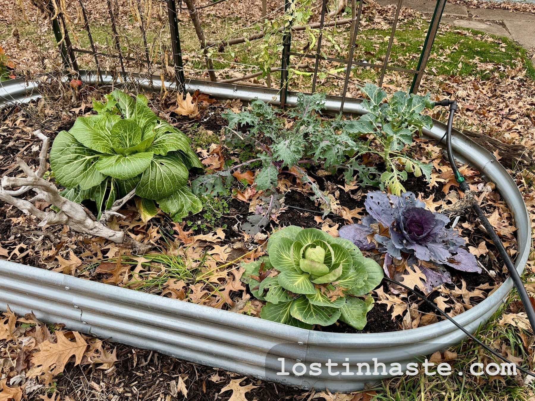 Three different types of winter lettuce, along with fallen leaves, in a galvanized metal container.