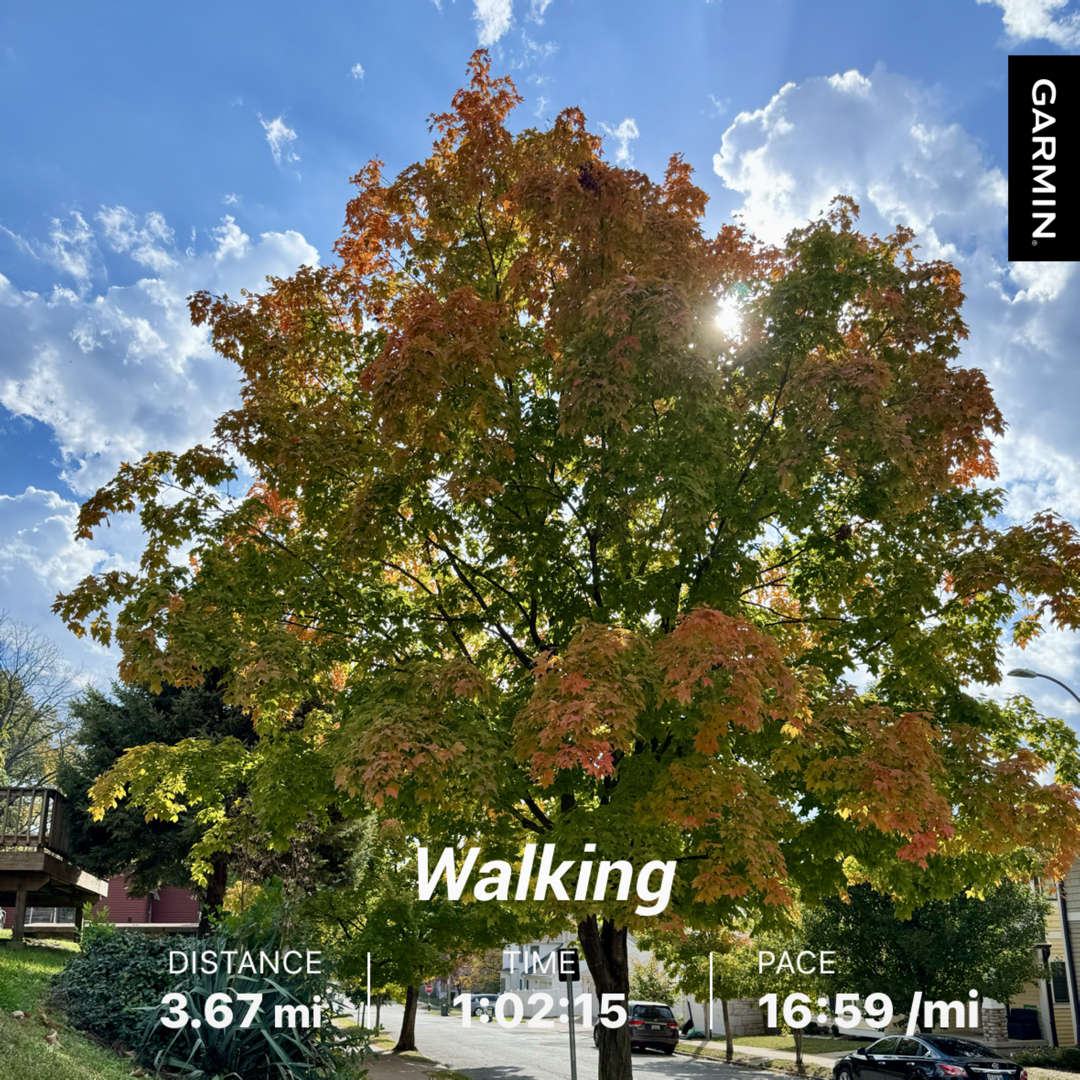 A lush tree with autumn leaves is backlit by the sun, accompanied by stats from a Garmin walking activity showing a distance of 3.67 miles, a time of 1:02:15, and a pace of 16:59 per mile.