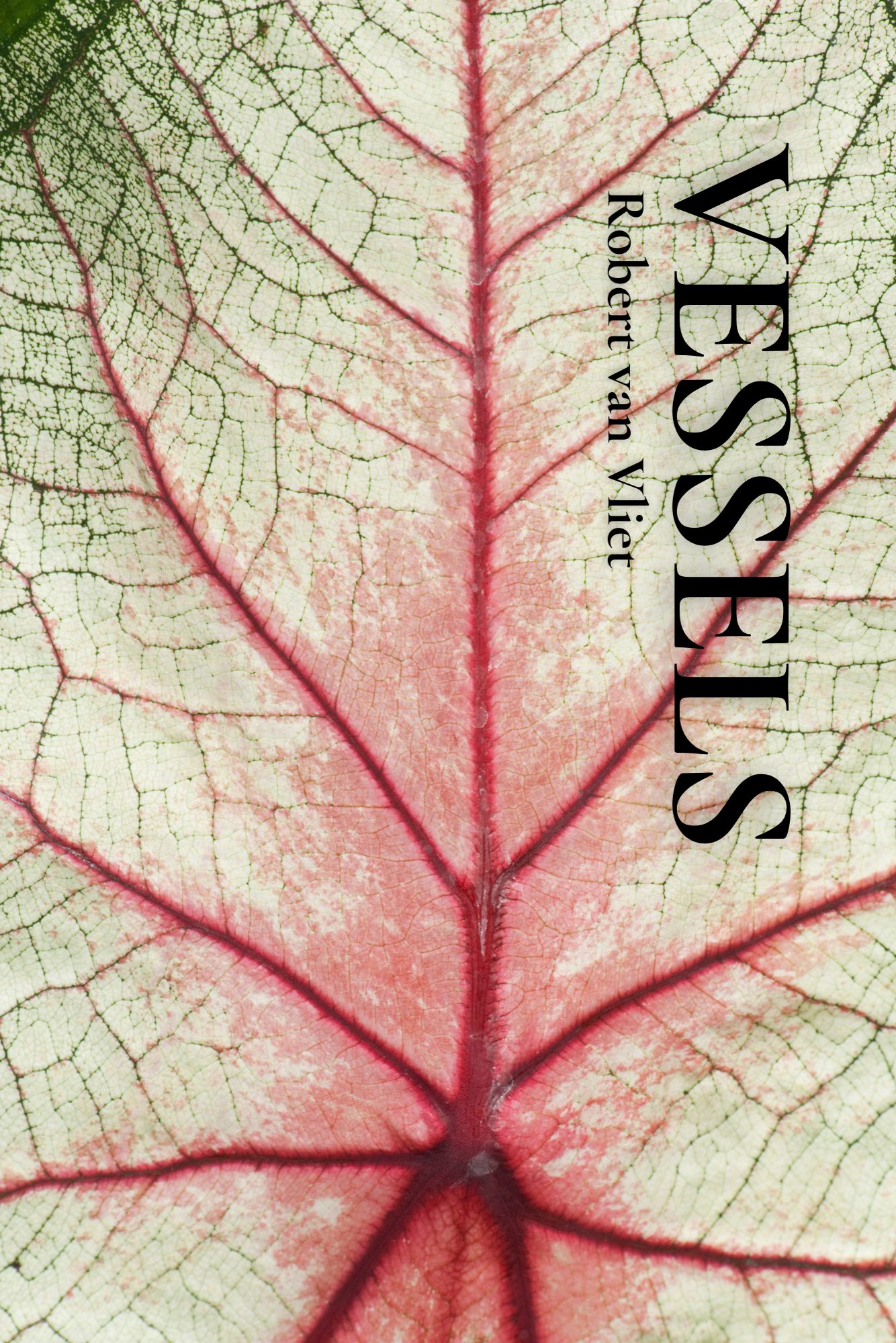 the detail of a leaf, mostly pale green with darker green veins, fading to deep red at its spine, and the text 'VESSELS Robert van Vliet' printed vertically on one side