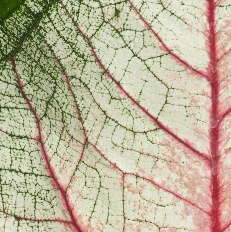 Detail from the cover image of my book, Vessels, showing reddened veins and pale green veins of a decaying leaf