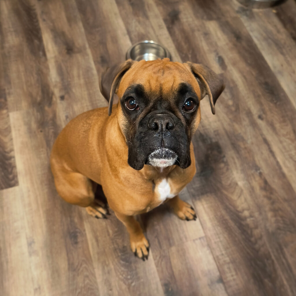a fawn boxer dog