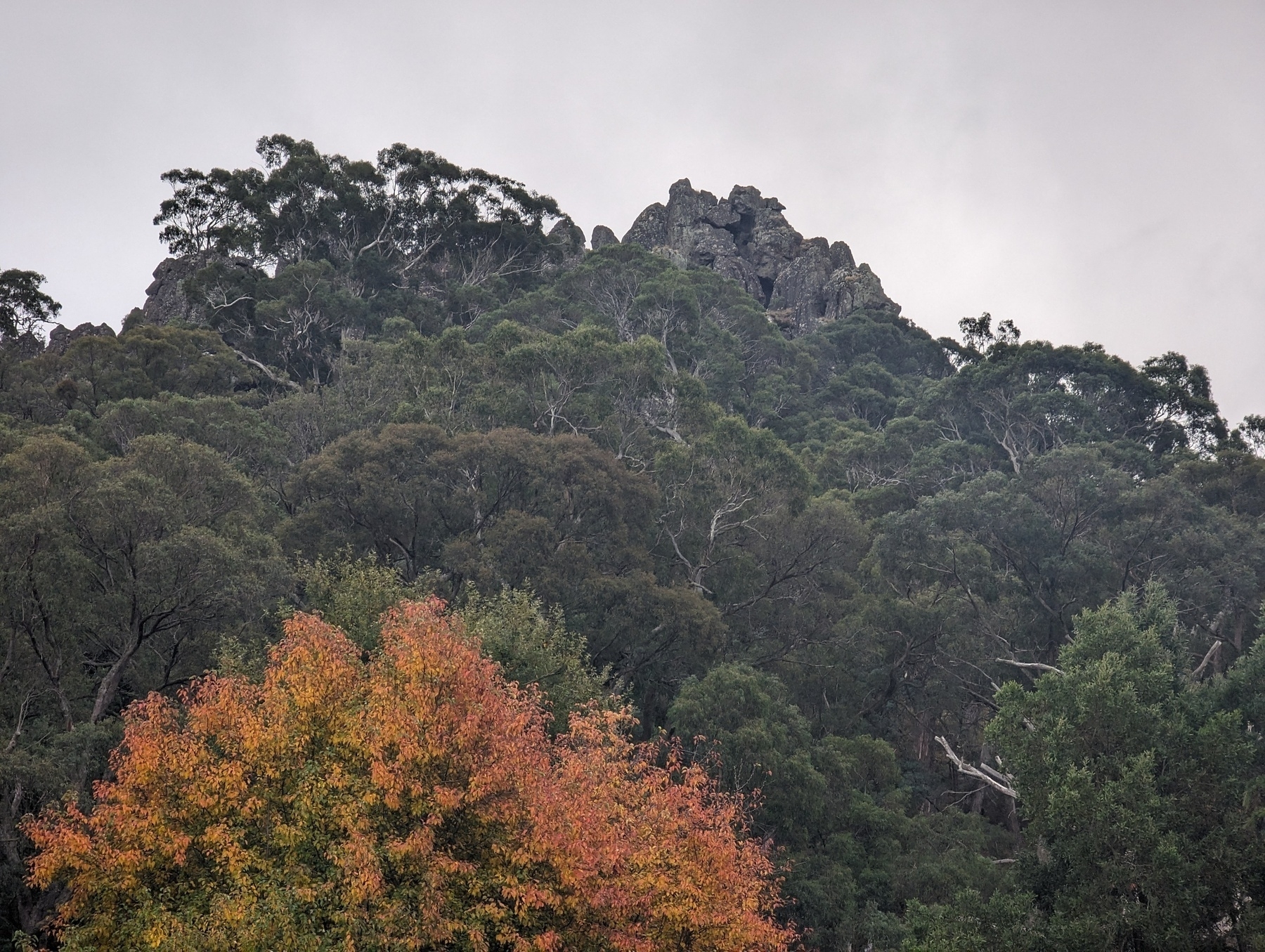 Hanging Rock. A rocky outcrop peeks through a dense forest with trees displaying hints of autumnal coloration under a cloudy sky.