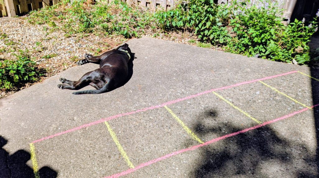 A dog lying in the sun, next to an agility ladder drawn in sidewalk chalk