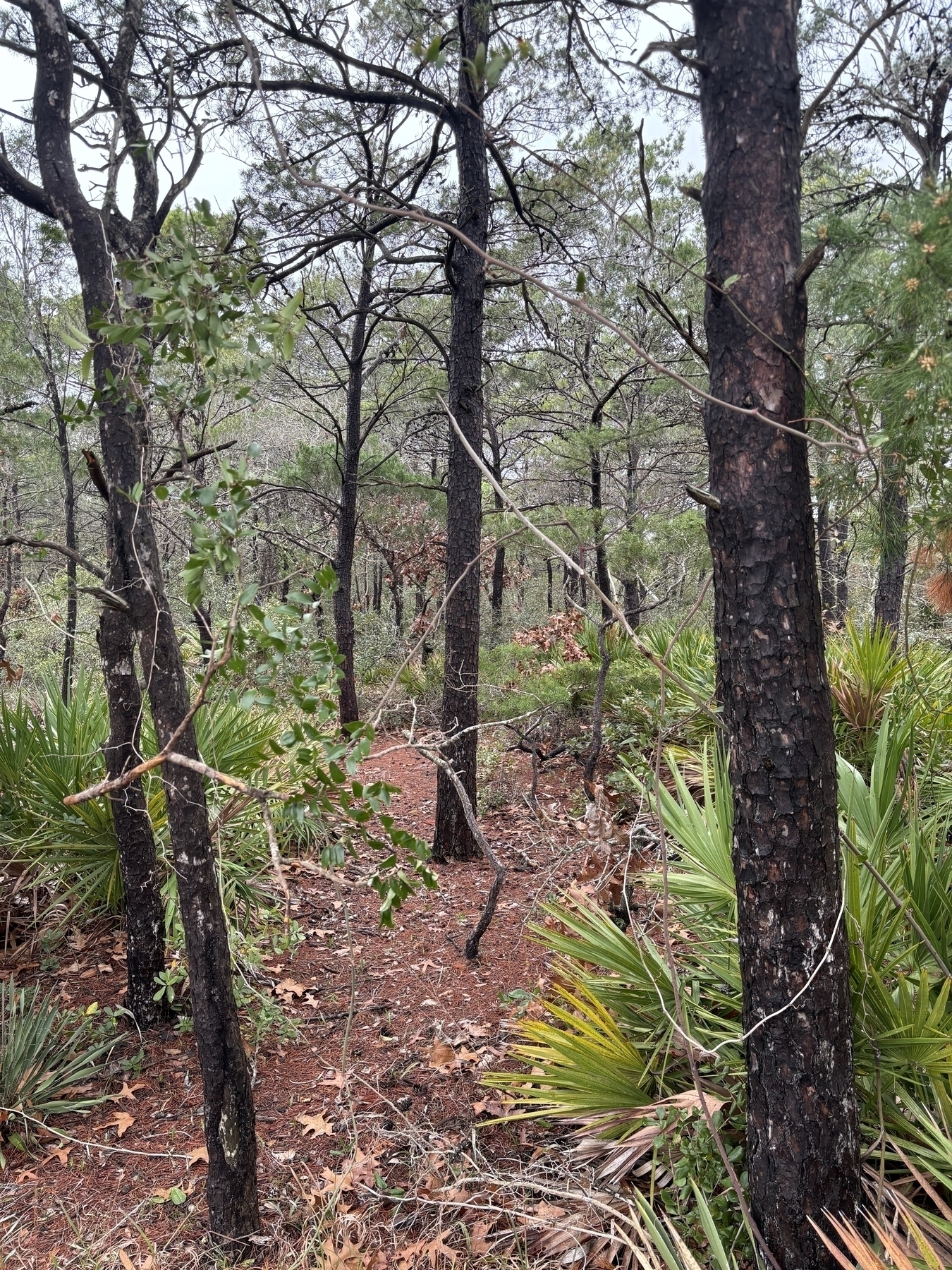 A snapshot of a Florida pine stand from a hike we took in Panama City Beach, FL