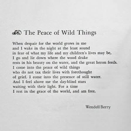 an image with the text of Wendell Berry's poem, The Peace of Wild Things. Berry died on August 31, 2026 at the age of 92