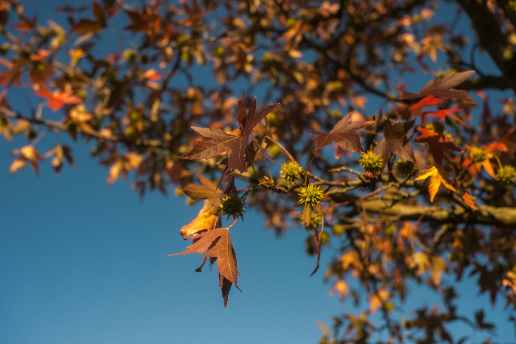 Nahaufnahme von Herbstblättern in verschiedenen Orange- und Brauntönen, mit grünen Samenkugeln, vor einem klaren blauen Himmel.