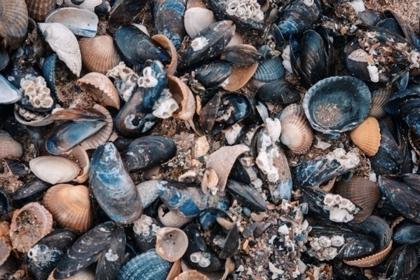 Muscheln, Sand & Strandgut in Nahaufnahme.