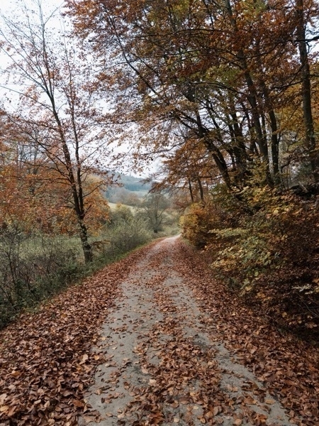 Ein Wanderweg im Herbst mit gelb-braun-rötlichem Laub.