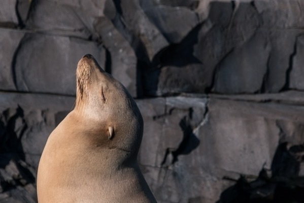 Eine Robbe sonnt sich vor einer künstlichen Steinmauer im Wildlands Zoo im niederländischen Emmen.