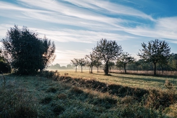 Herbstlicht über der Streuobstwiese, auf dem Land.