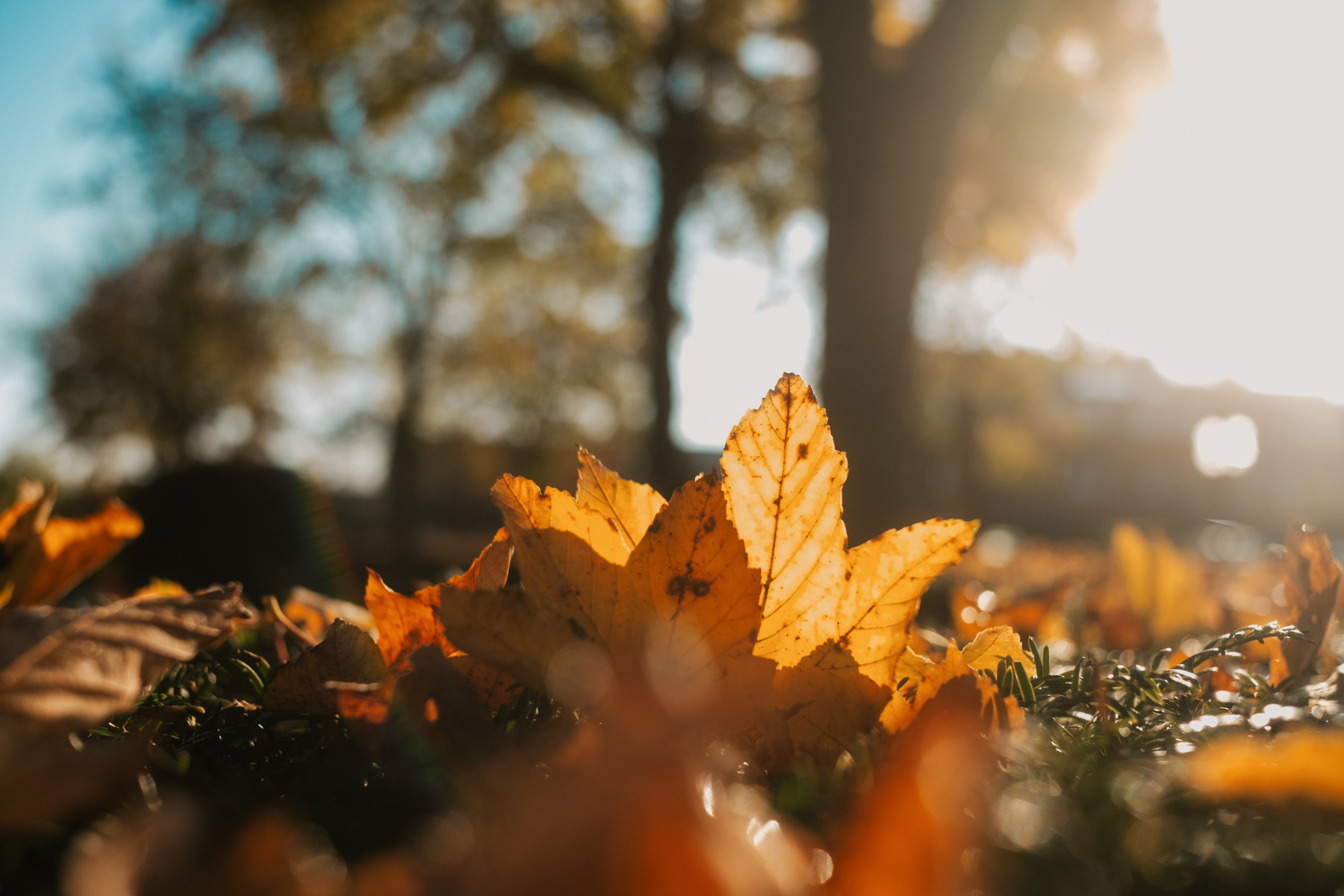 Eine Nahaufnahme von Herbstblättern in Gelb- und Orangetönen, die auf Gras verstreut sind, wobei Sonnenlicht im Hintergrund ein warmes Leuchten erzeugt.