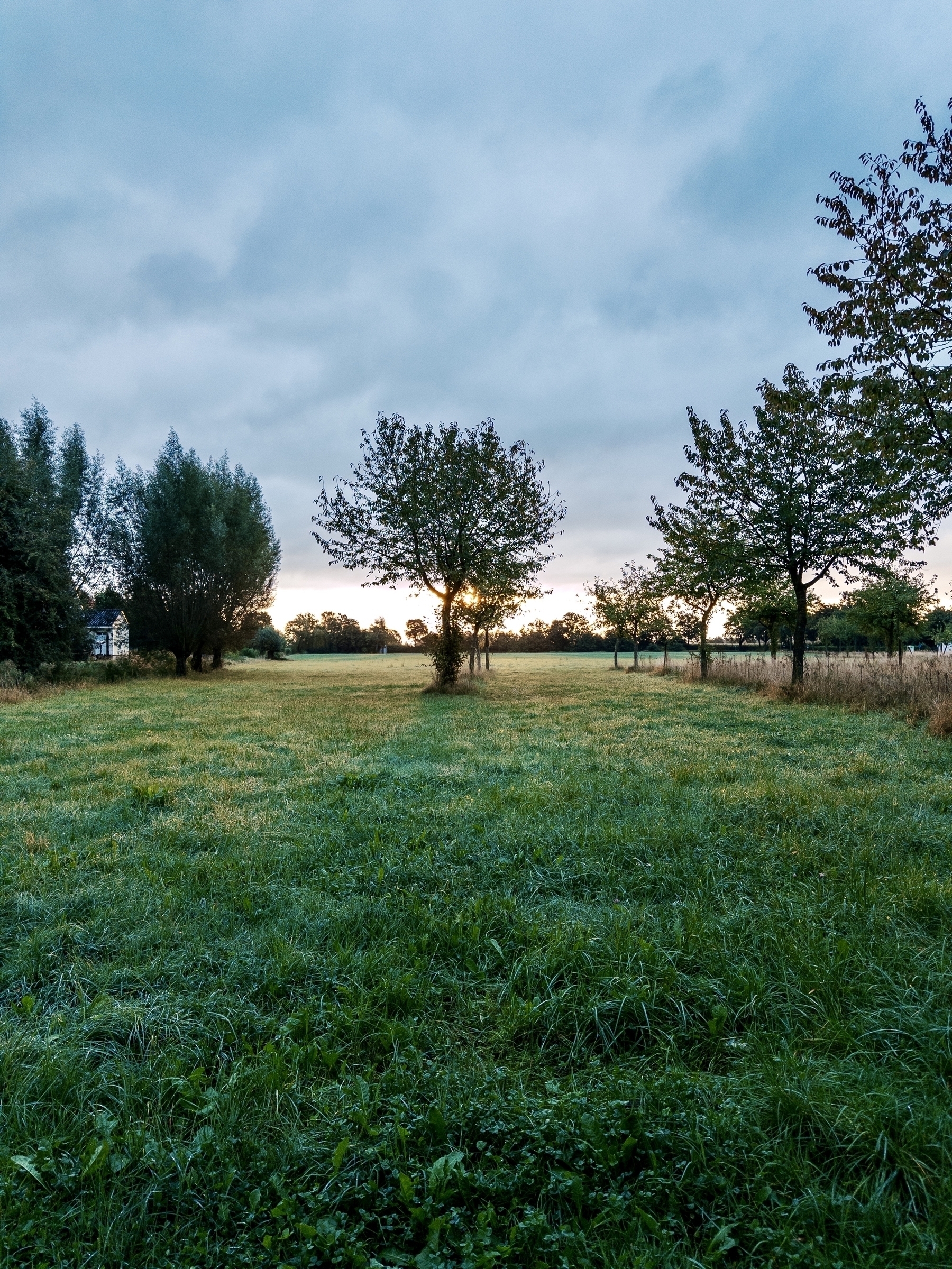 Eine ruhige Landschaft mit mehreren Bäumen, die vor einer untergehenden Sonne silhouetten, mit einem grasbewachsenen Feld im Vordergrund. Die Szene vermittelt eine friedliche, natürliche Umgebung.