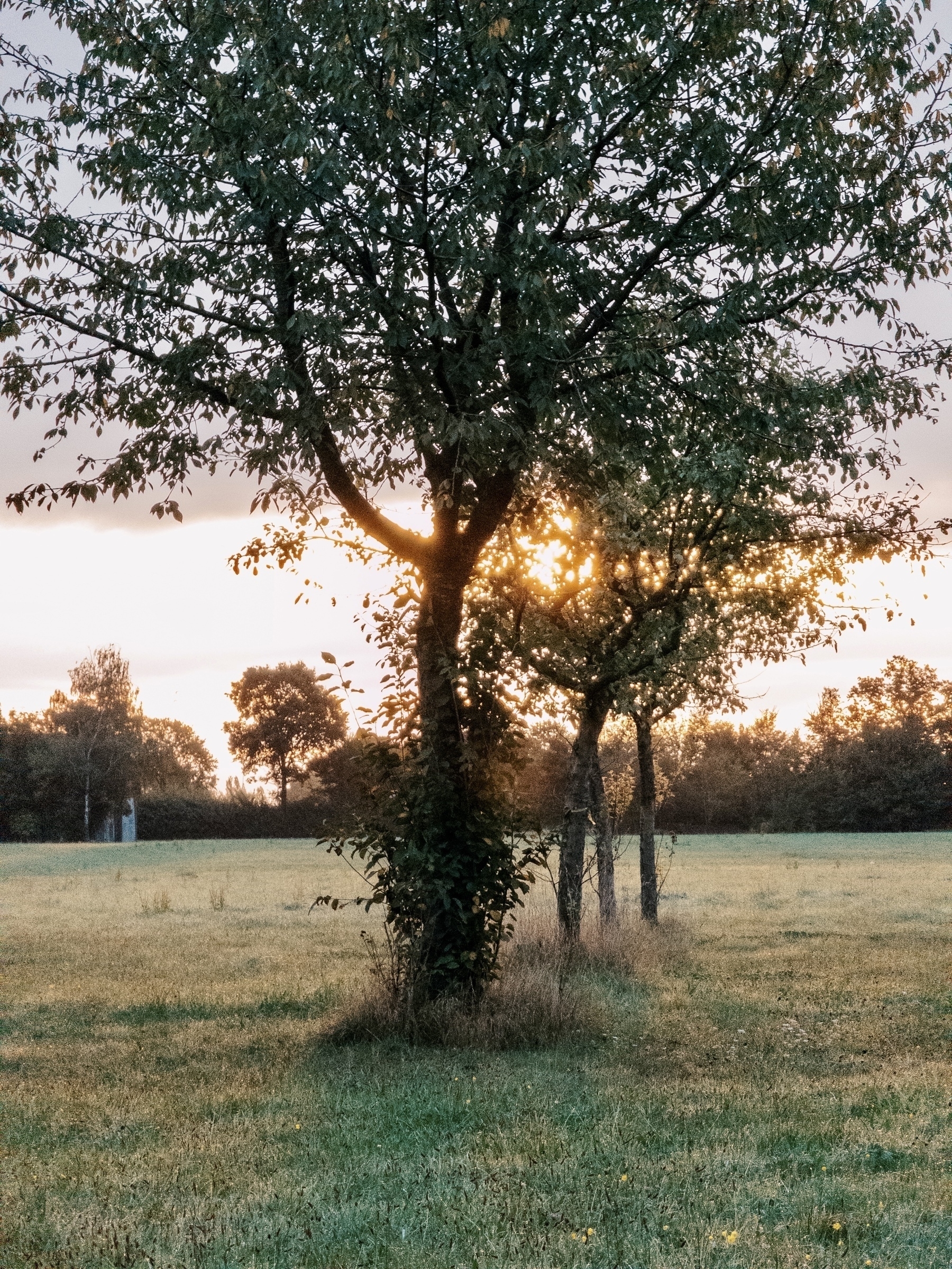 Eine ruhige Landschaft mit mehreren Bäumen, die vor einer untergehenden Sonne silhouetten, mit einem grasbewachsenen Feld im Vordergrund. Die Szene vermittelt eine friedliche, natürliche Umgebung.