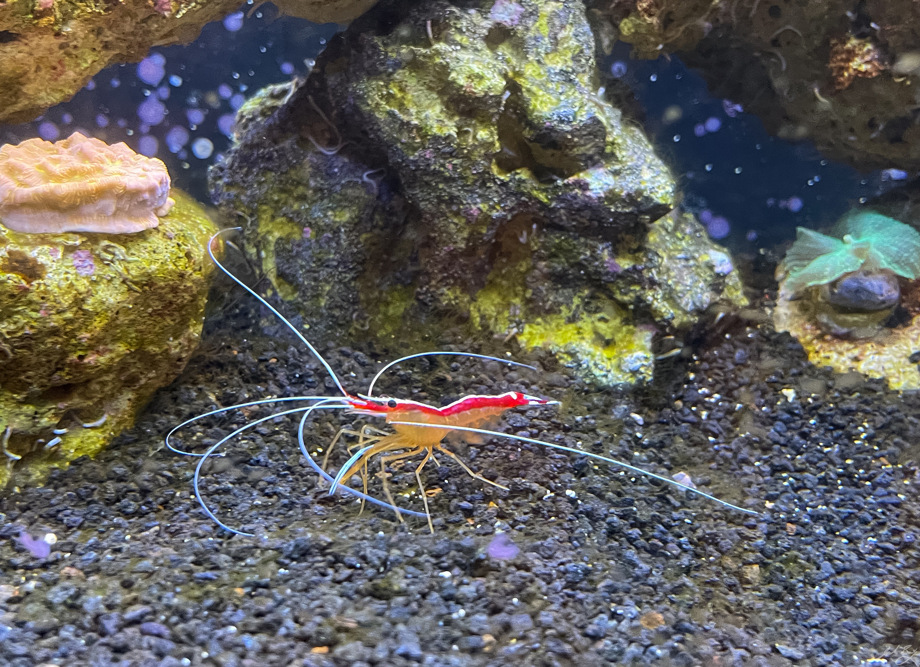 Cleaner shrimp in aquarium