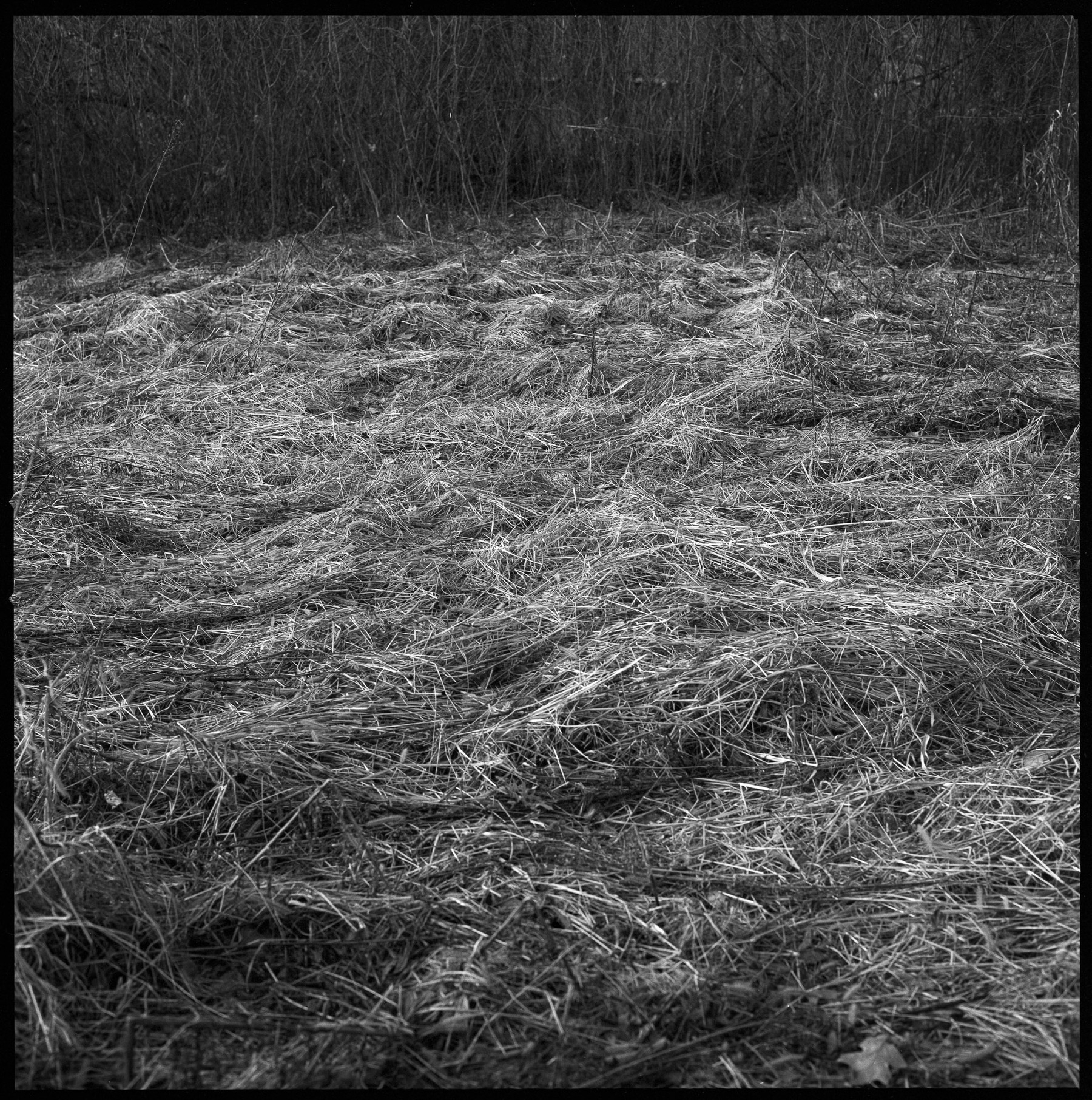 Black and white photo of a field of weeds.