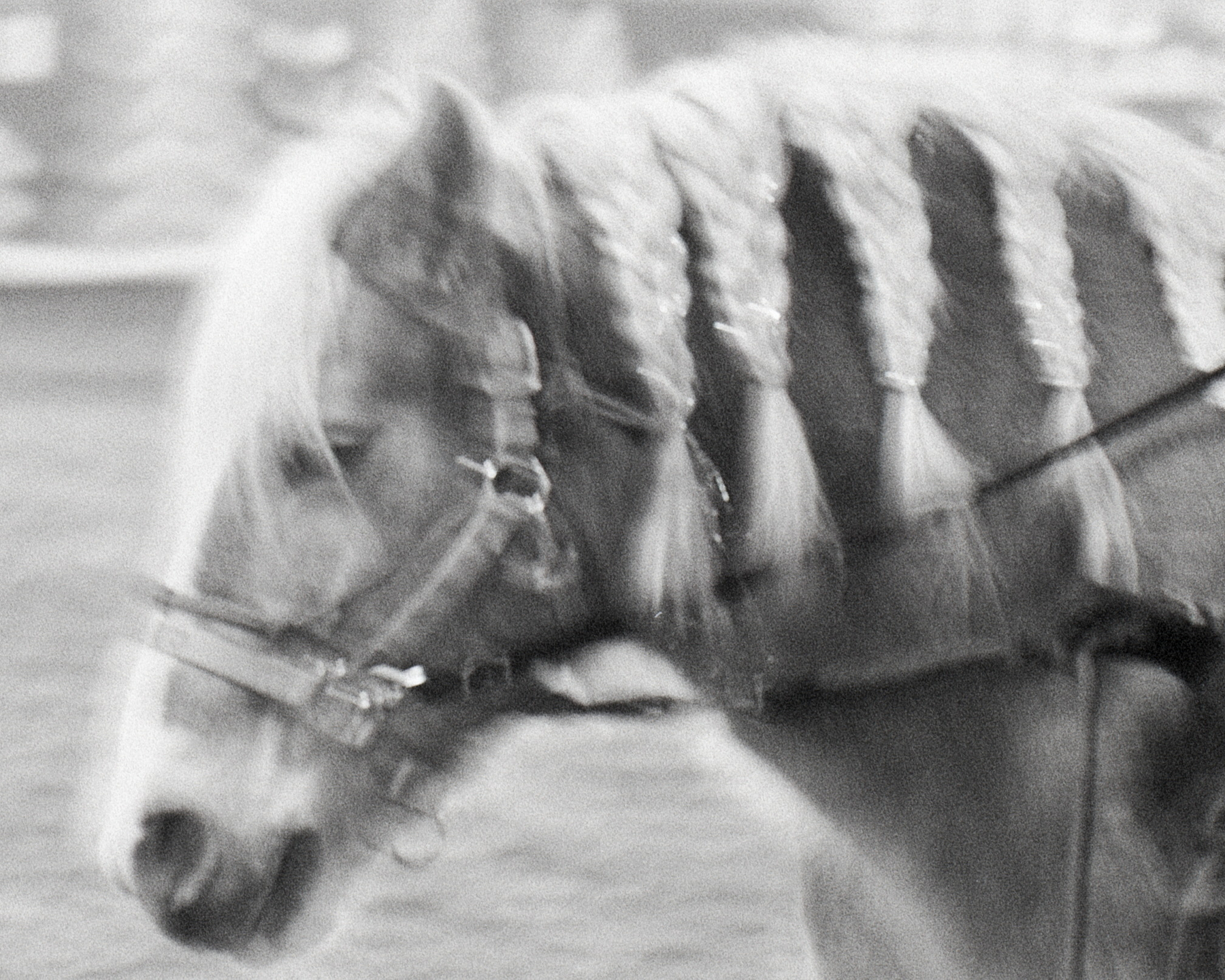 Black and white film photo of a horse. There's a lot of motion blur.