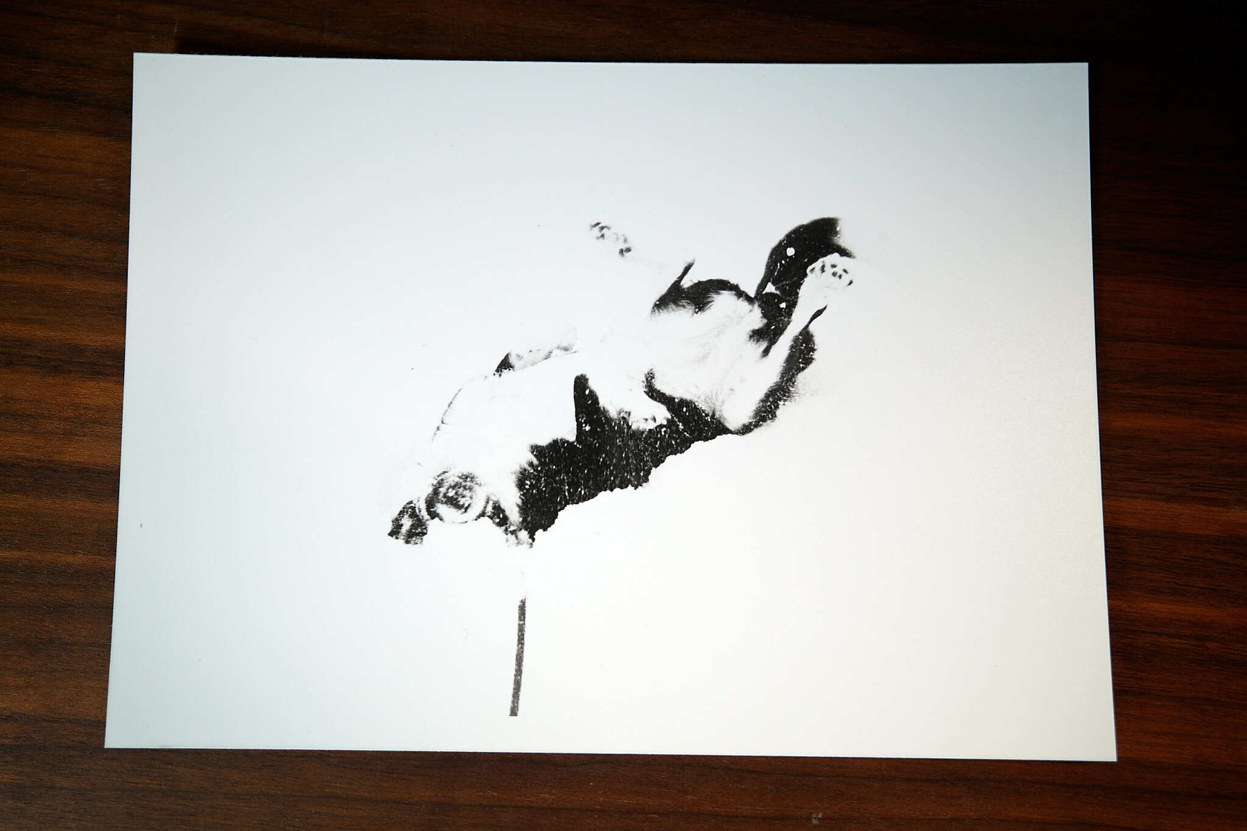 Darkroom print of dog rolling in snow.