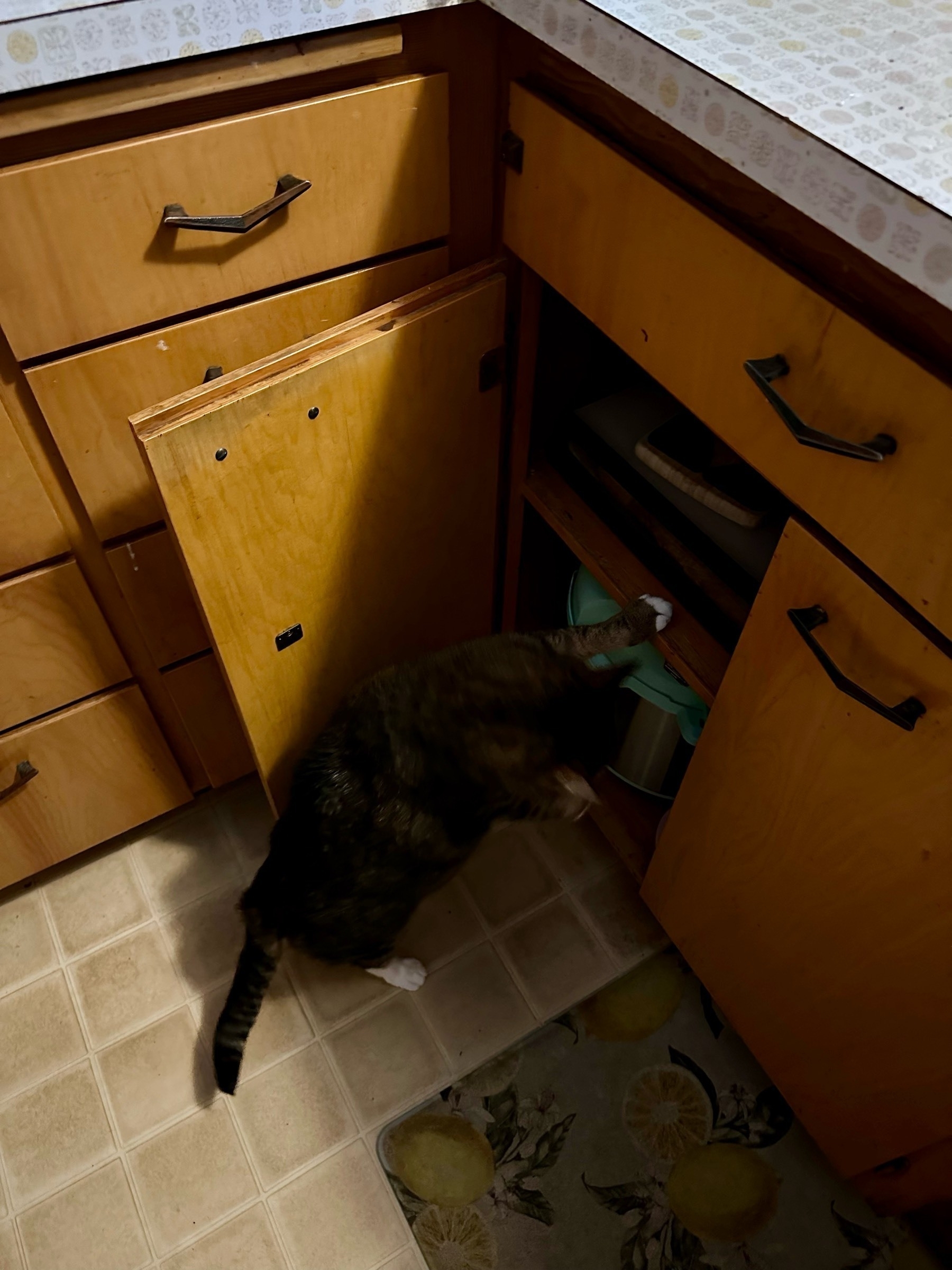 A cat looks inside a kitchen cabinet, one paw on one of the shelves 