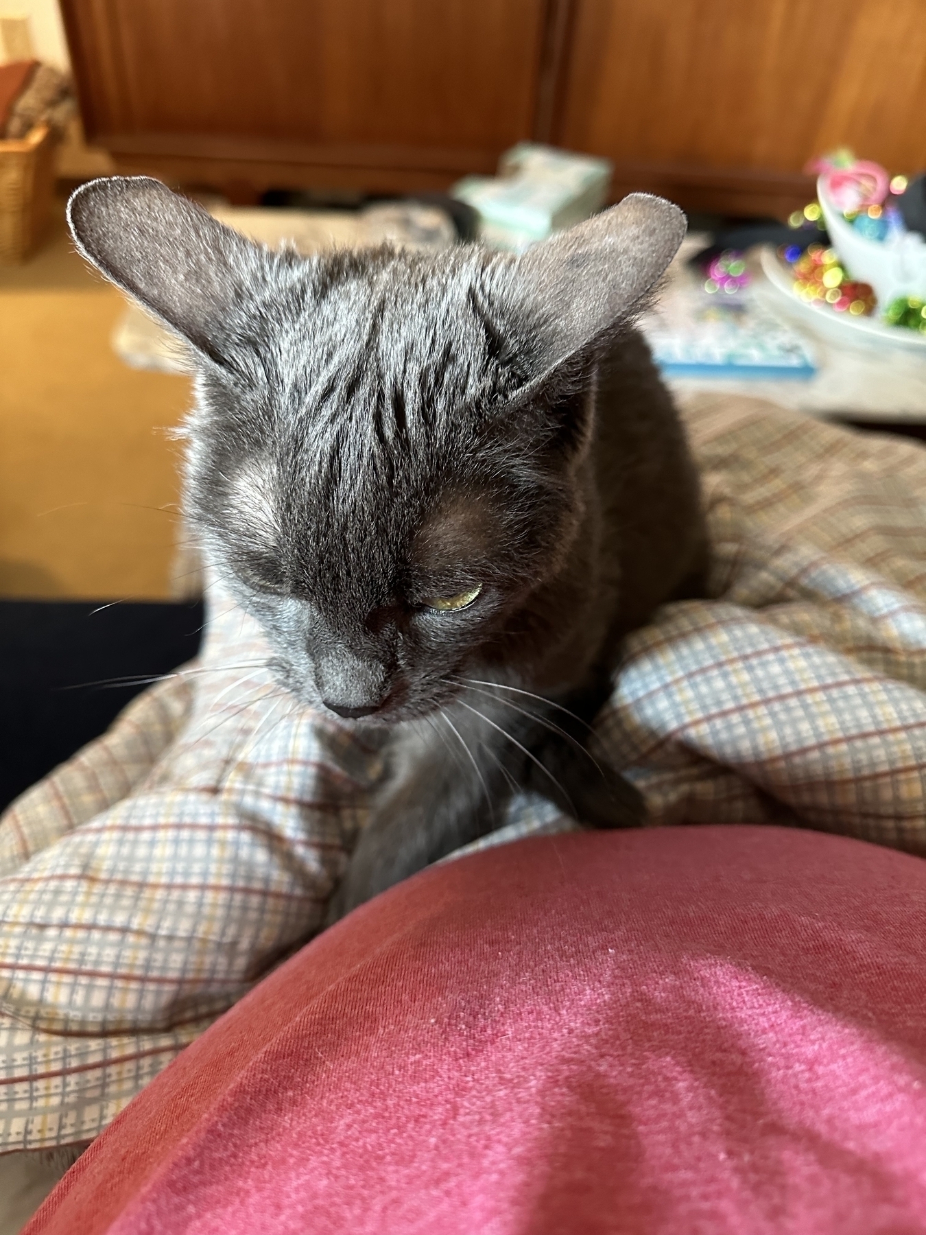 A small, old, grey cat lays on a blanket on a man’s lap