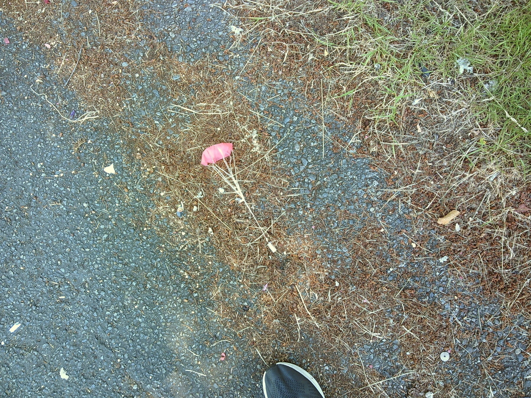 a parachute with a weight on it, leftover from fireworks, on asphault during the day