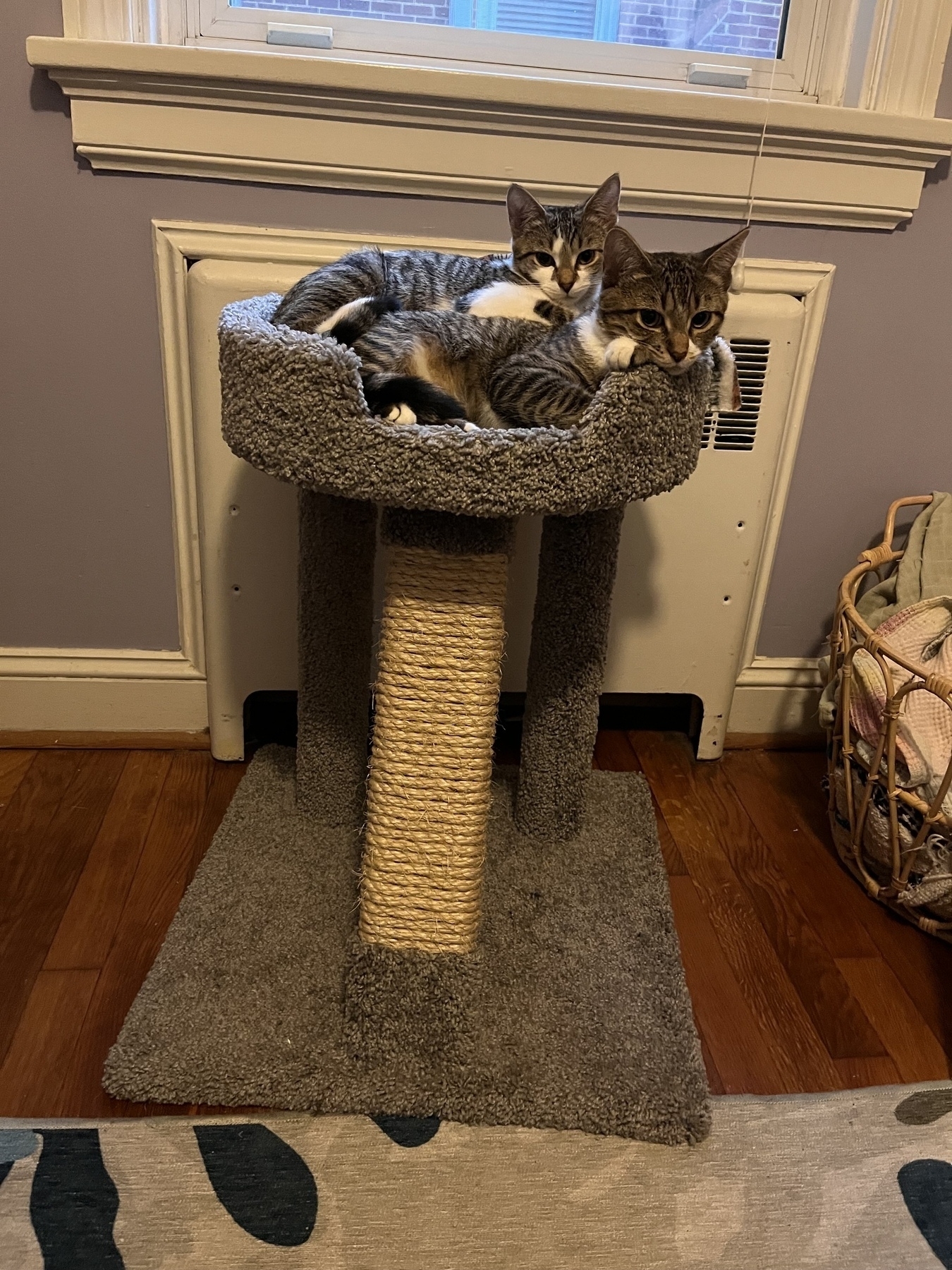 Two cute kittens cuddle together in a cat tree.