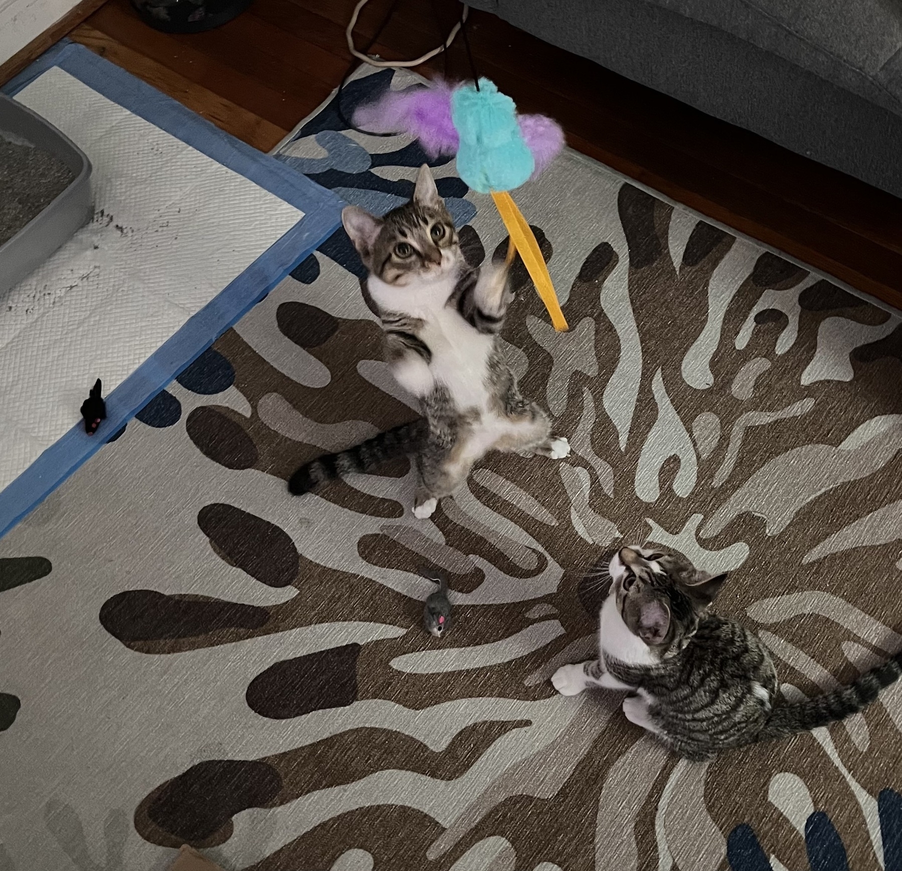 Two kittens play with a cat toy. One is mid-air, trying to grab it. The other is on the ground waiting to pounce.
