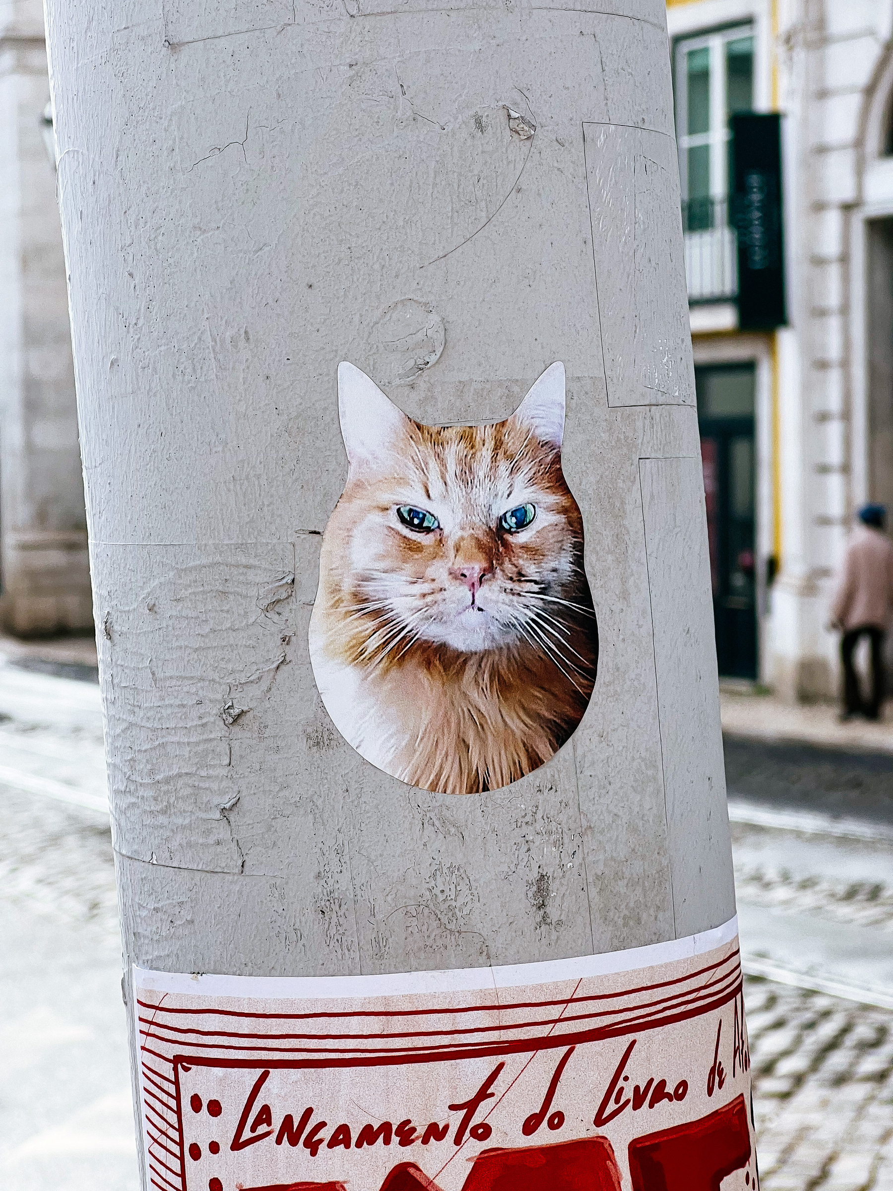 Sticker with the face of a stern cat. 
