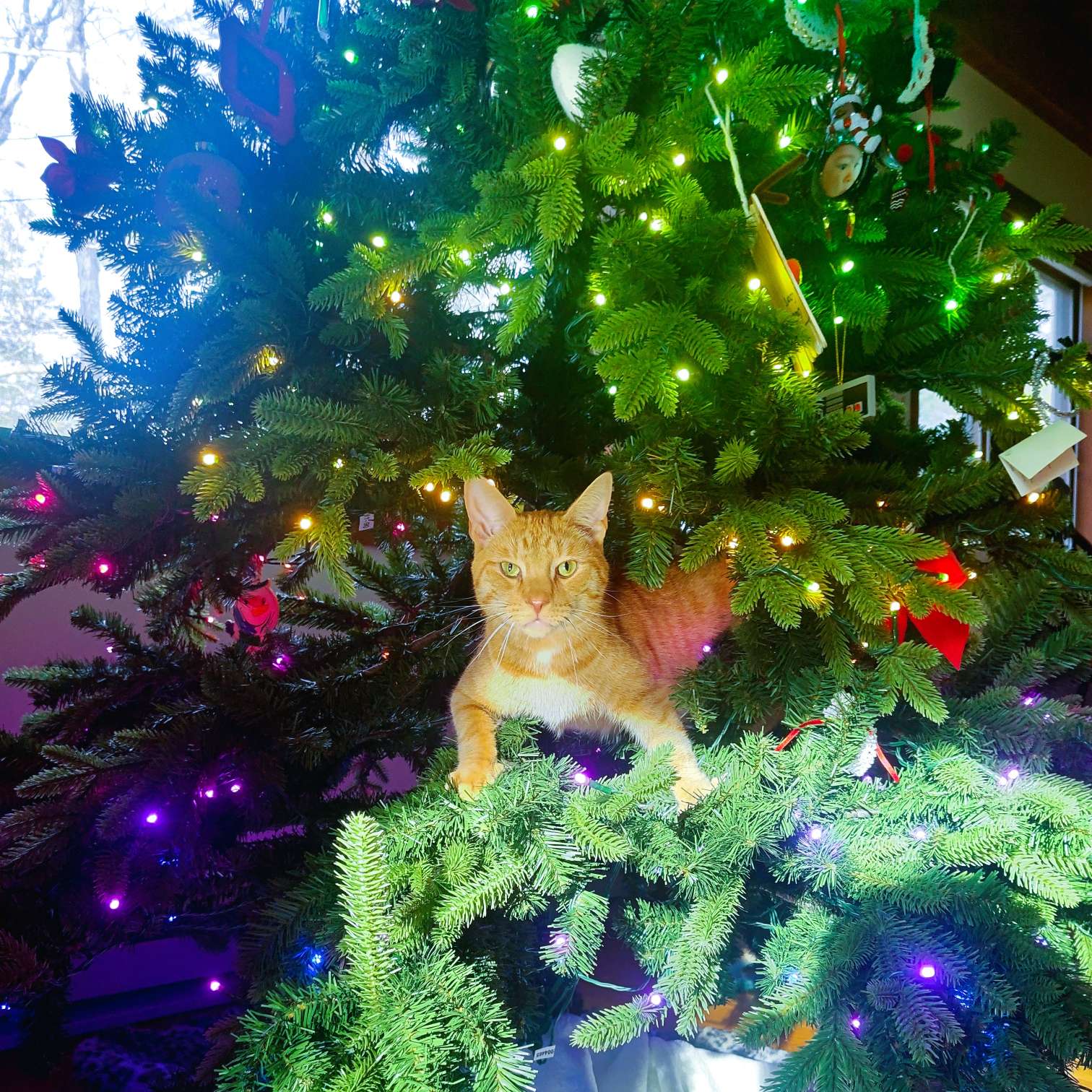 Orange tabby cat nestled half-way up a lit Christmas tree. 
