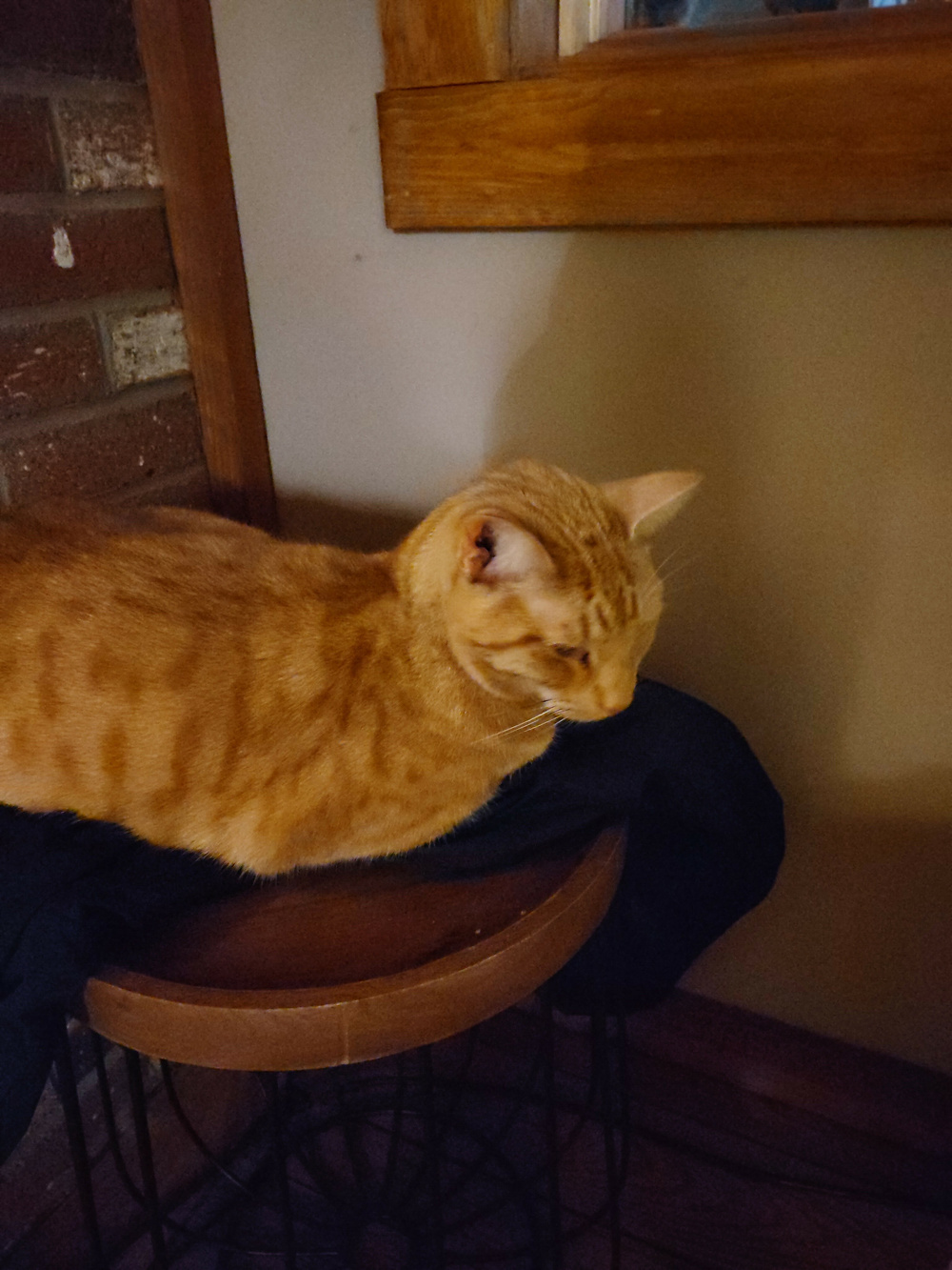 A ginger cat is curled up on a wooden stool next to a brick wall.