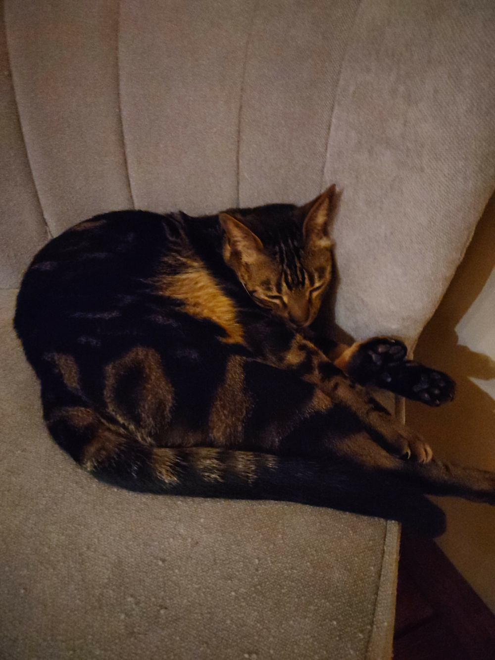 A cat with a dark, striped coat is curled up and resting on a cushioned chair.