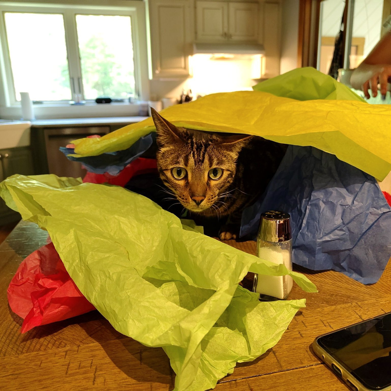 A curious tabby cat is peeking out from underneath colorful tissue paper on a wooden kitchen table.