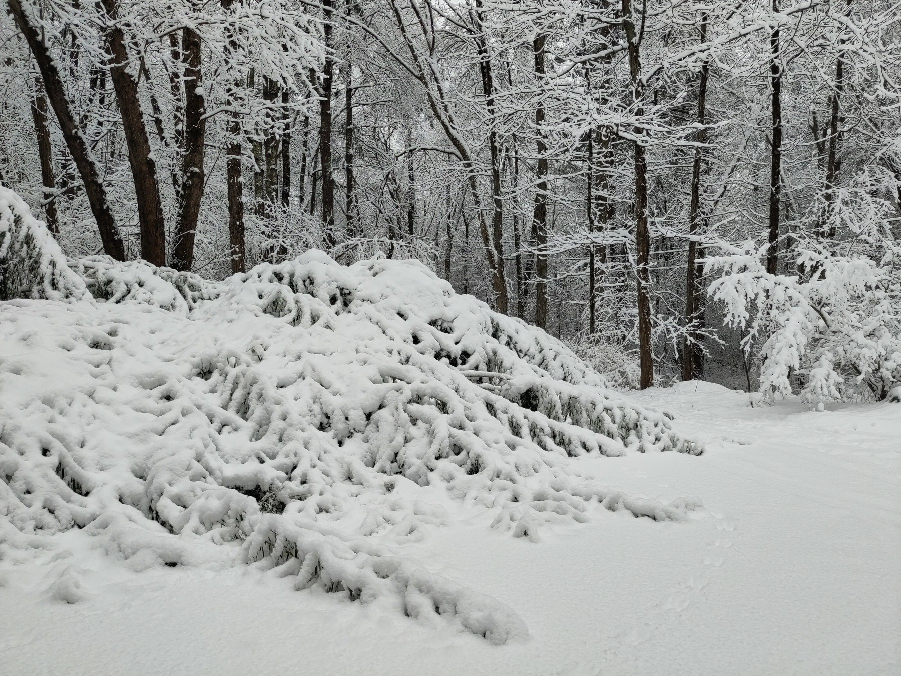 Snow-covered bamboo blocks a driveway with a backdrop of winter forest scene.