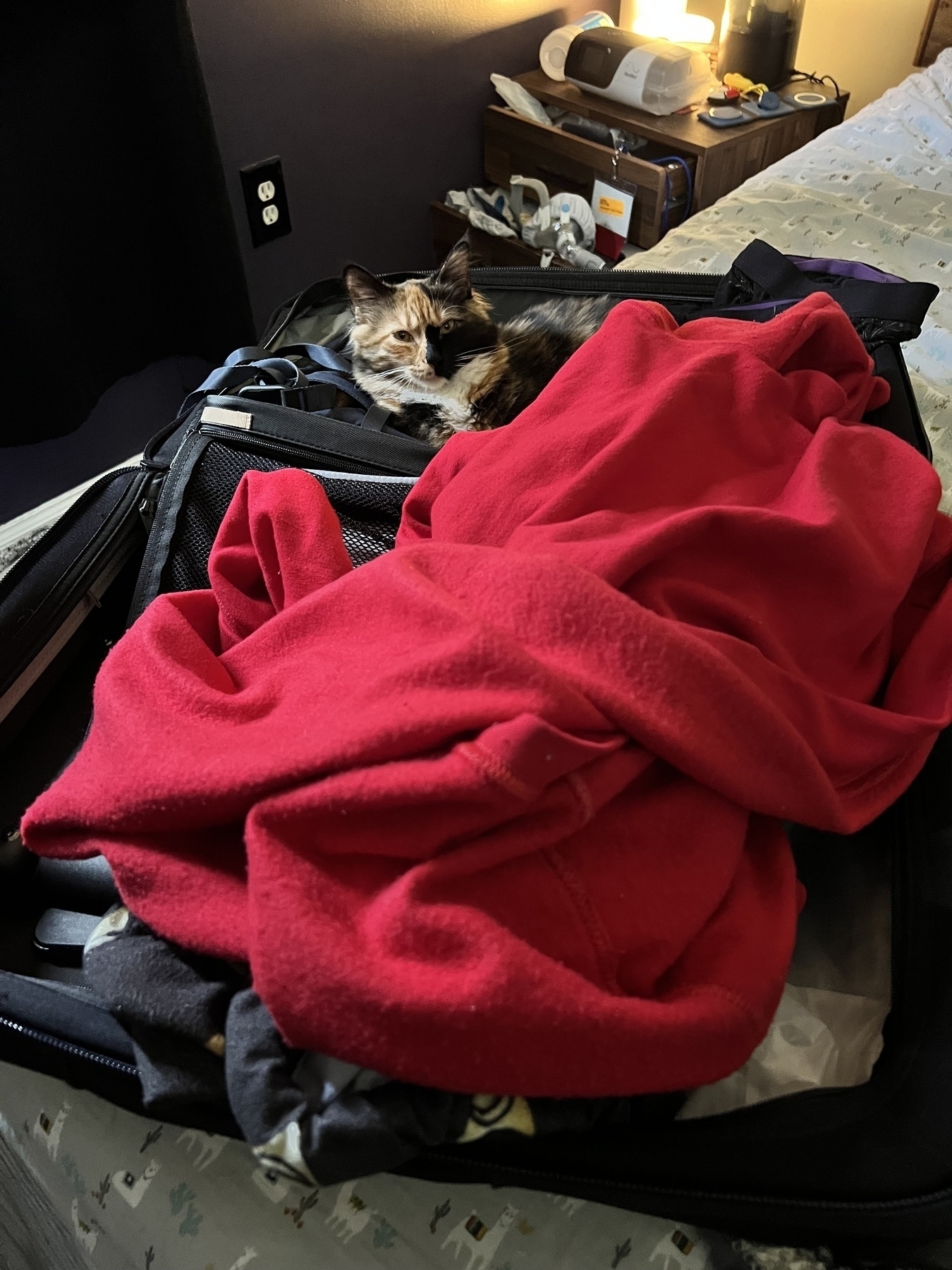 Cat sitting in a suitcase 