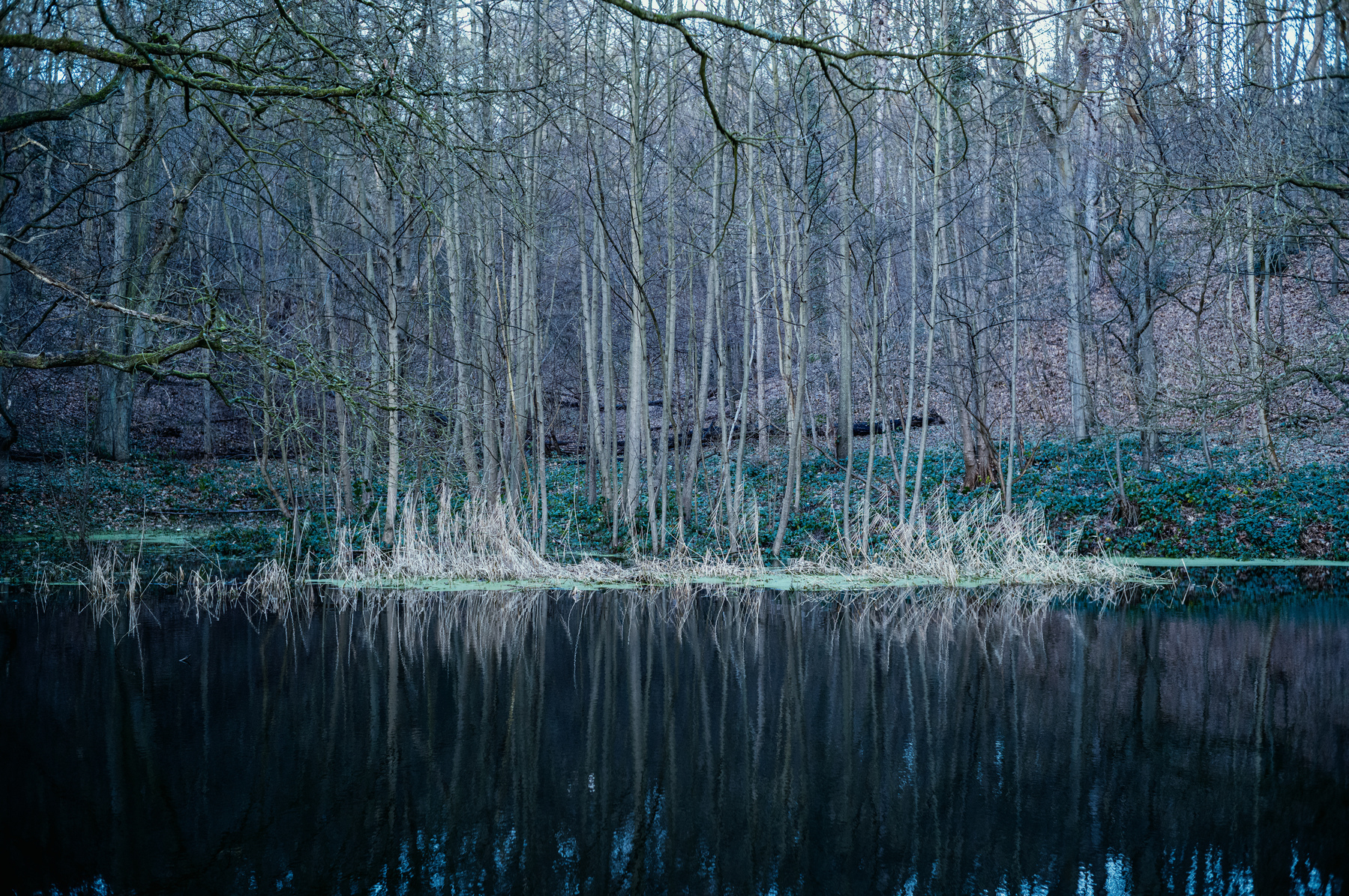 Trees reflected by a small lake