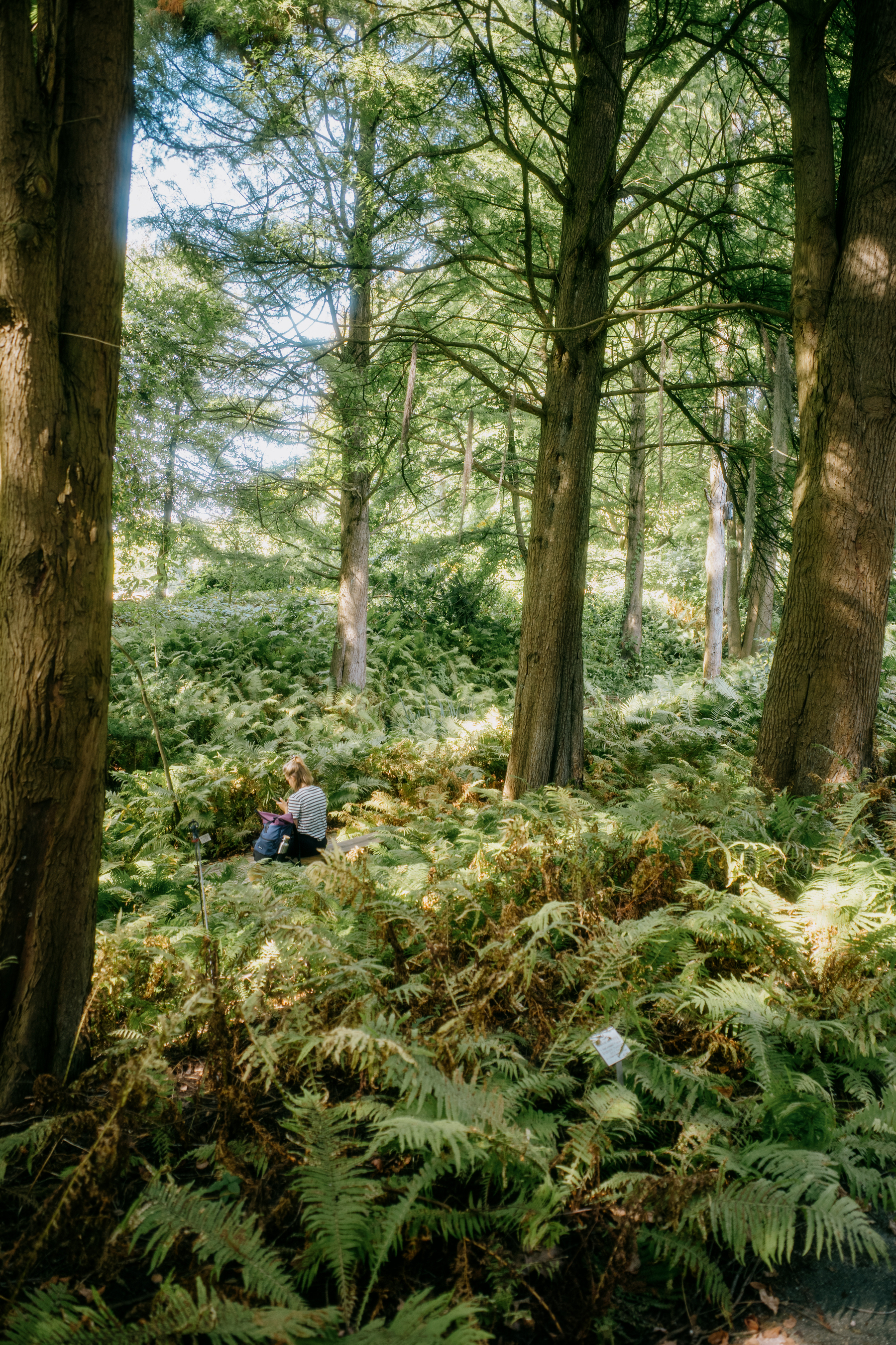 The image shows a person sitting on a rock in the middle of a dense forest, surrounded by tall trees and lush ferns.