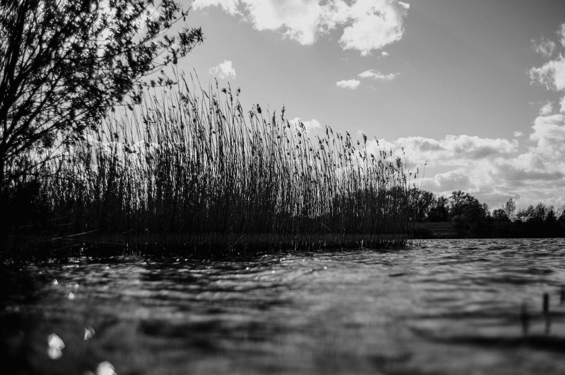A black and white photograph showing tall reeds silhouetted against a sky with clouds, viewed from a low angle near the water's surface.