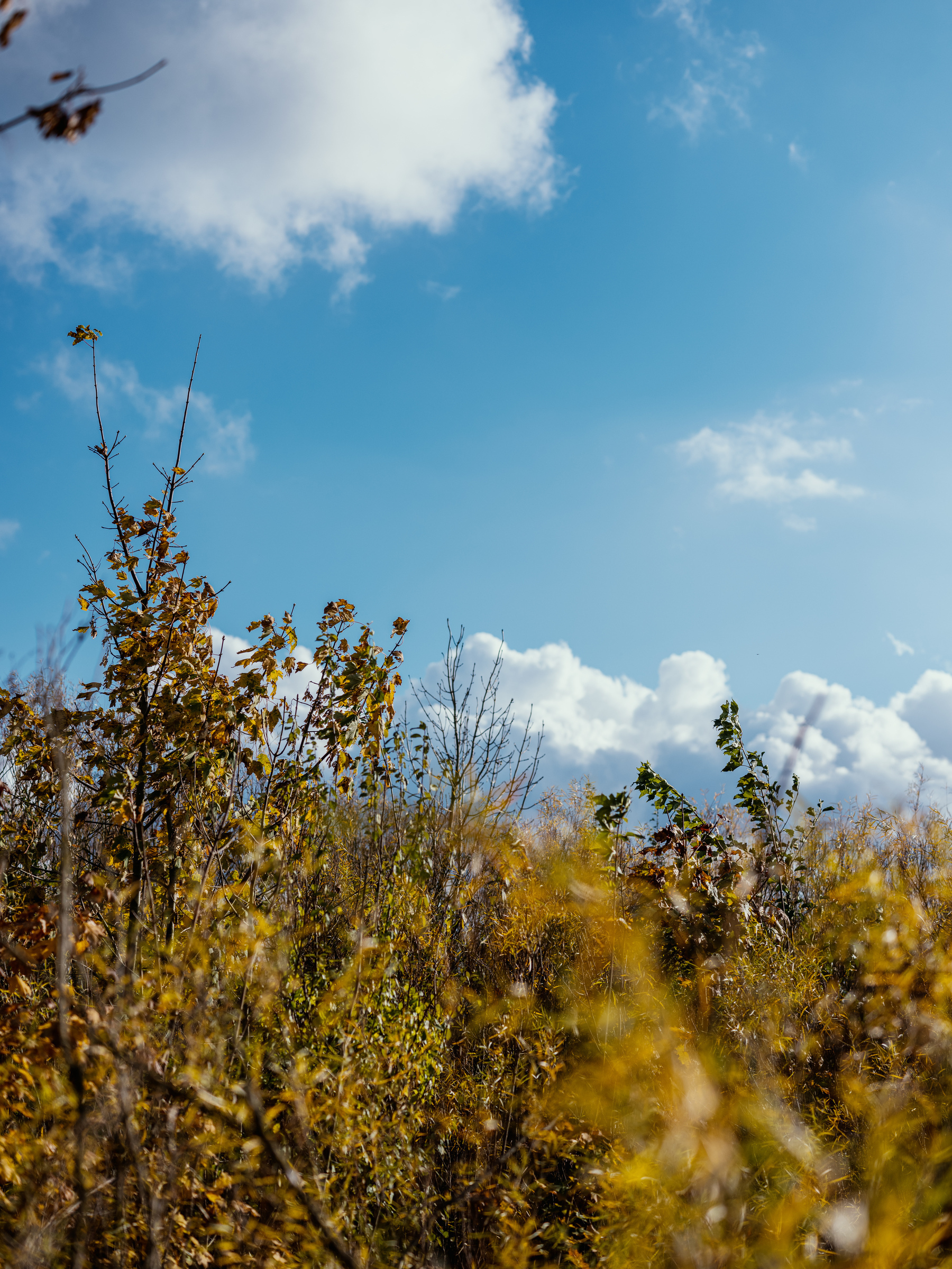 The image shows a sunny day with a bright blue sky and scattered clouds above a dense area of tall, golden and green autumn foliage.