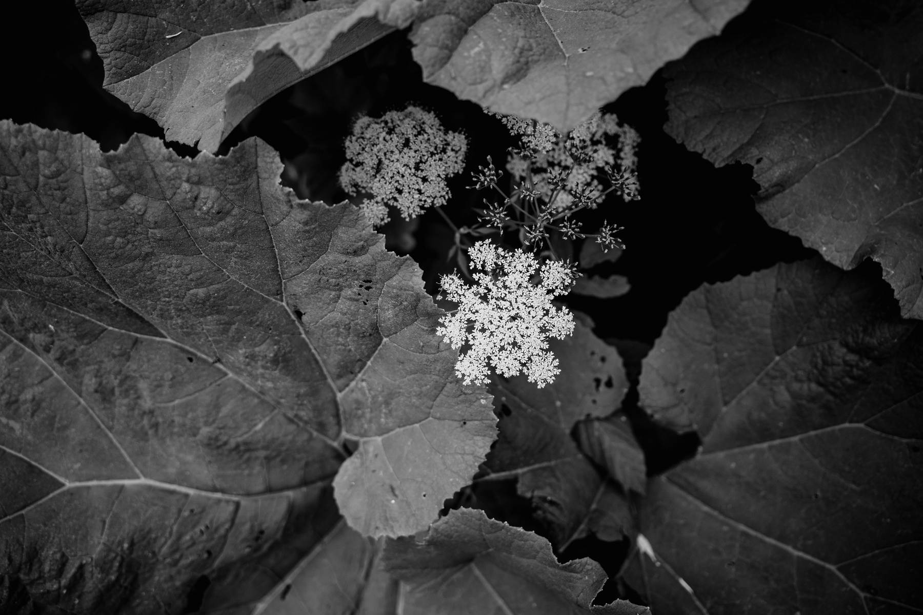 The image shows a cluster of delicate white flowers surrounded by large, dark leaves, all captured in black and white.