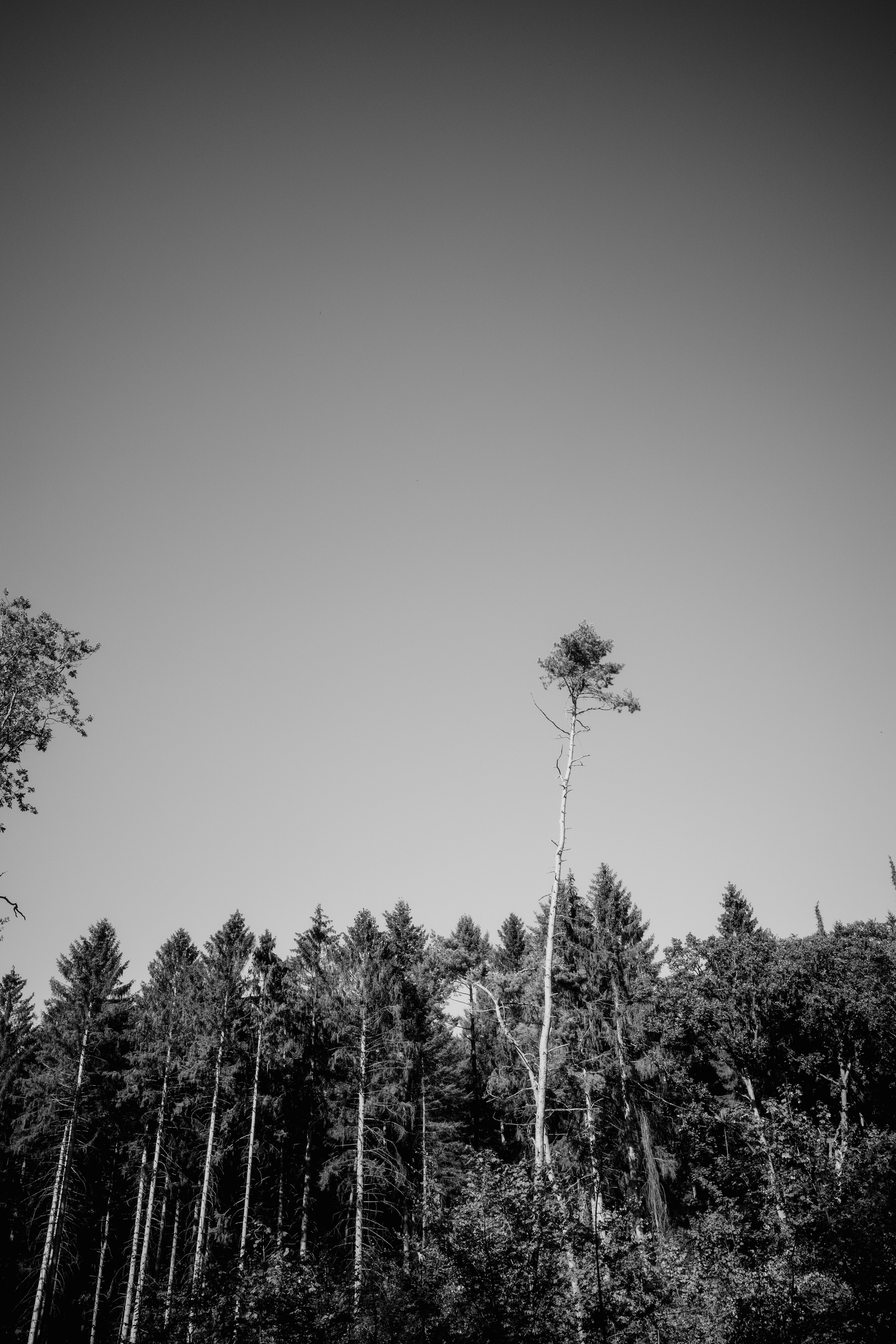 The image shows a black-and-white photograph of a forest with a mostly clear sky, where a tall, thin tree stands prominently above the other trees.